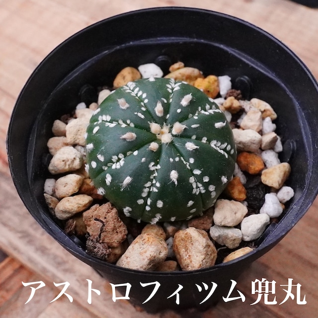 ミニサボテン！【アストロフィツム兜丸 3】実生シリーズ　小さな小さなサイズ