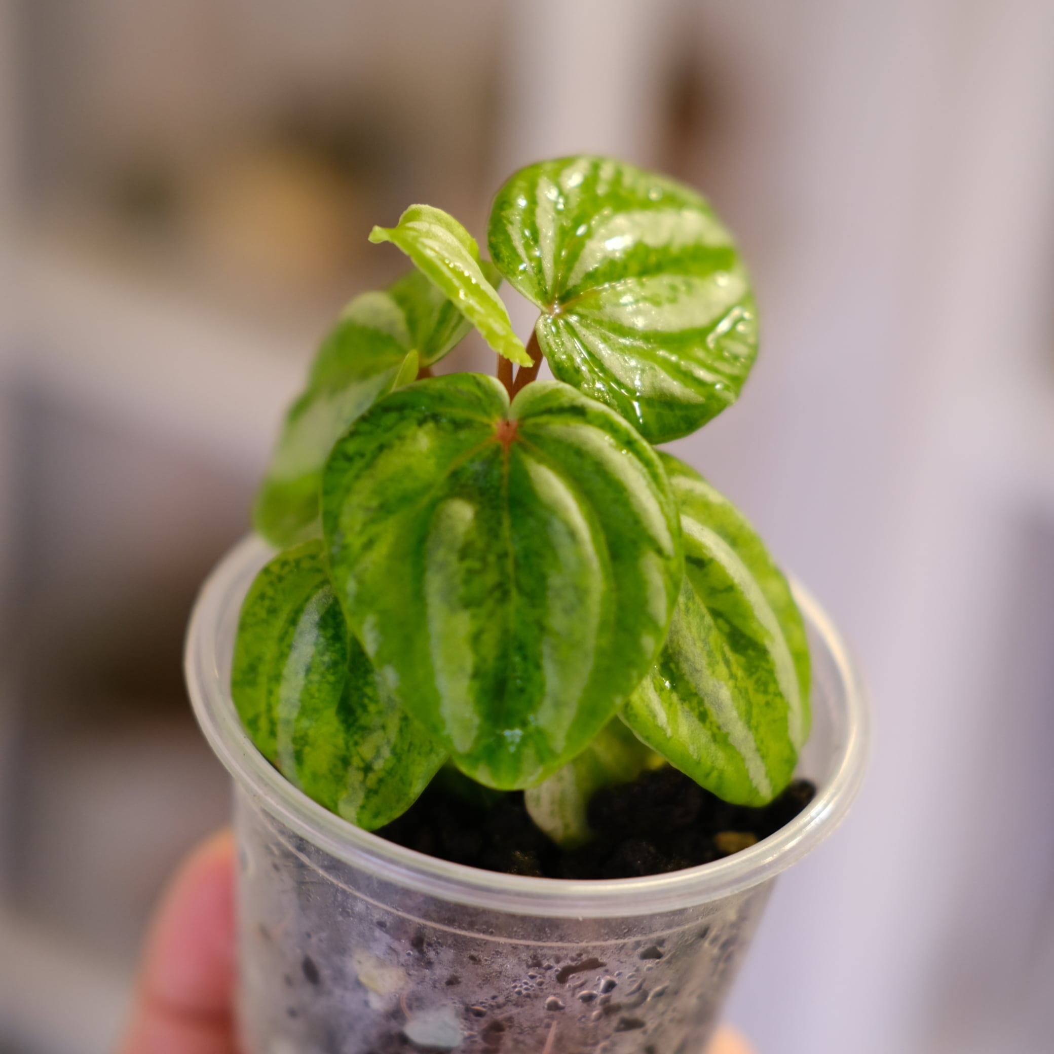 Peperomia argyreia variegated/スイカ ペペロニア⑨ Peperomia argyreia variegated｜極斑入り スイカペペロニア│観葉植物