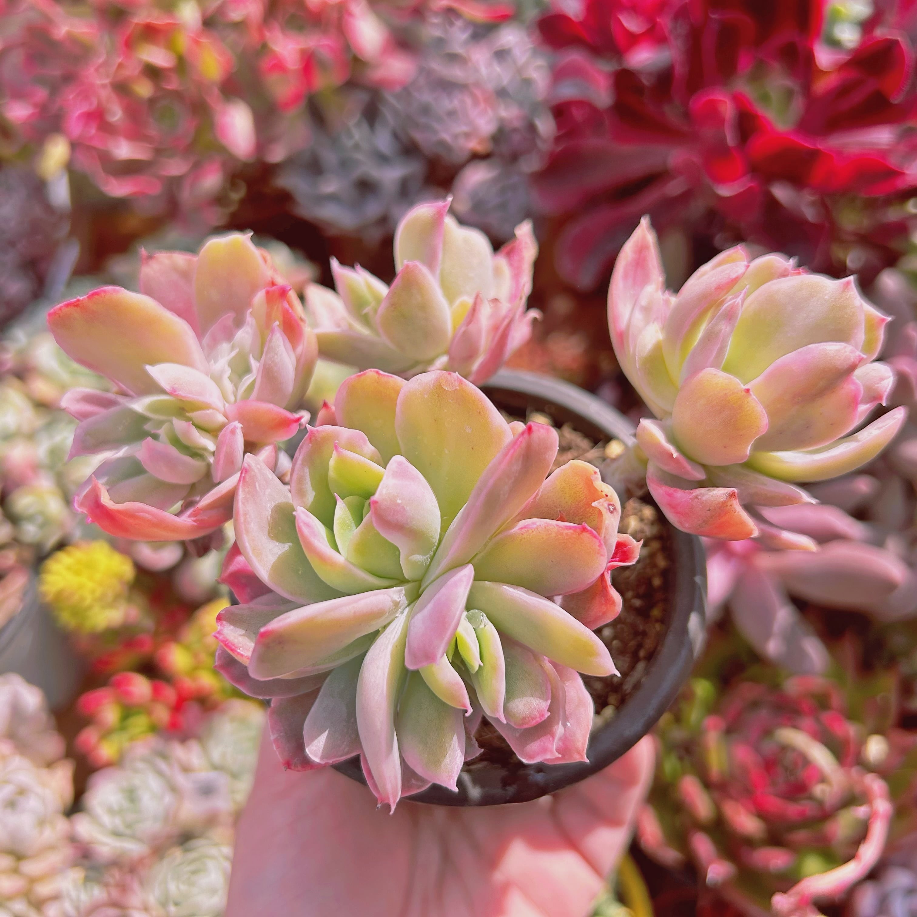 #225現物　多肉植物　ルエラ錦　特大　抜き苗