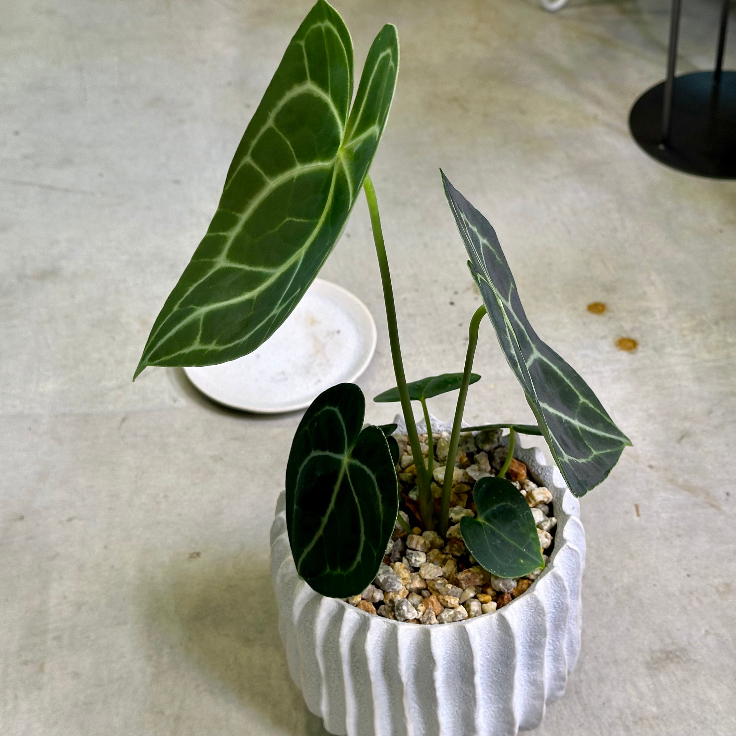 アンスリウム・クラリネルビウム | barrelplants_BONSAI