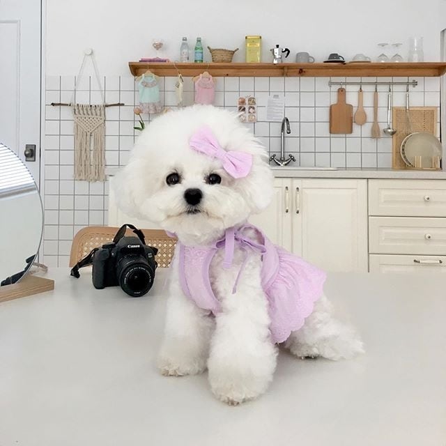 犬服スカート♡レースニット♡