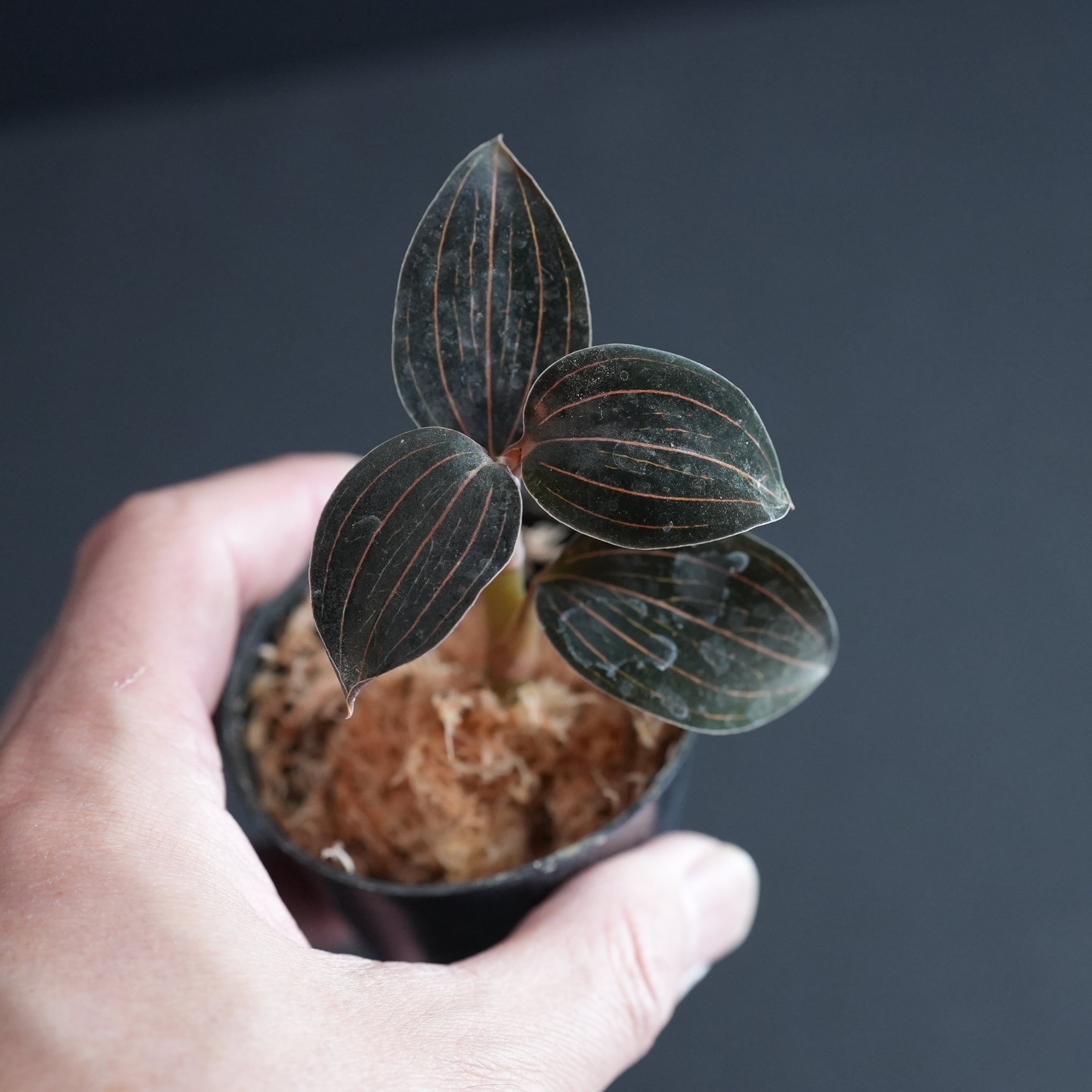 ルディシア交配種 from台湾【ジュエルオーキッド宝石蘭】 | 苔