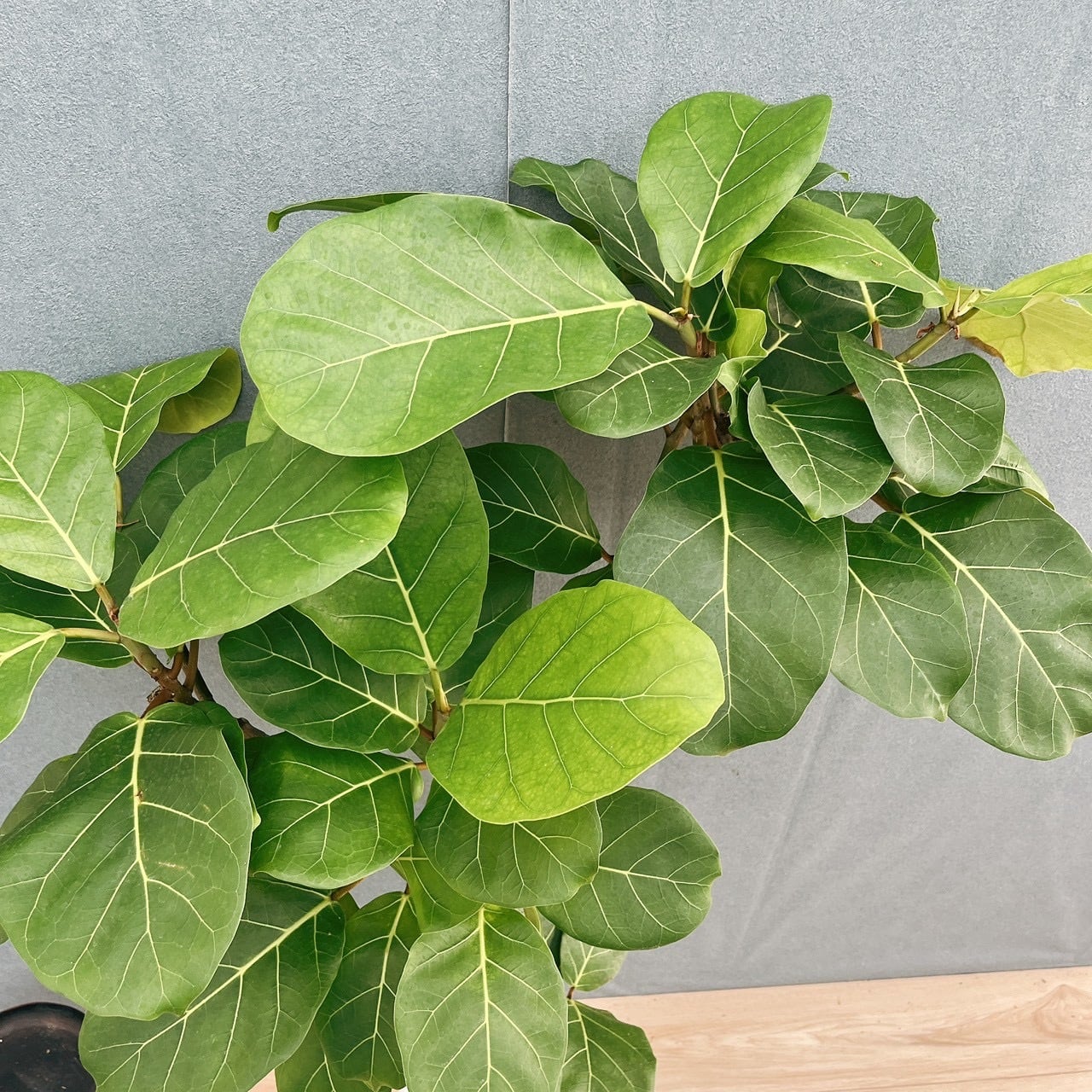 現品］【希少】44番 フィカス アフリカンプリンス 8号 観葉植物 室内