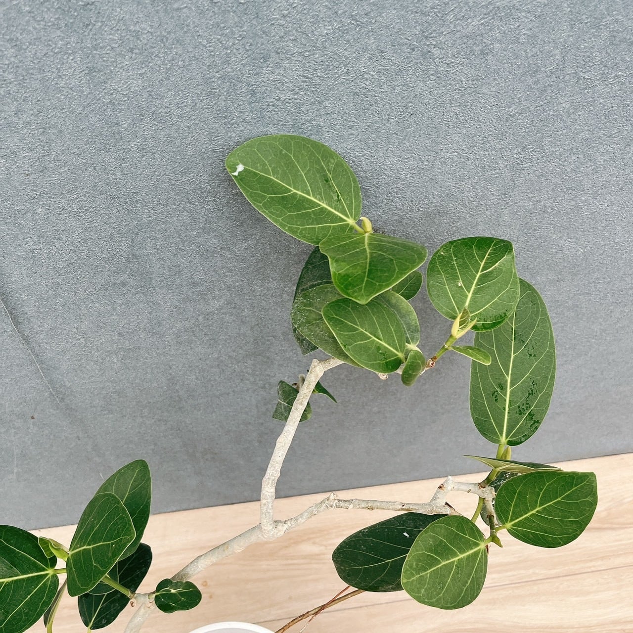 現品］96番 フィカス ベンガレンシス 曲がり 6号 観葉植物 室内 ゴムの