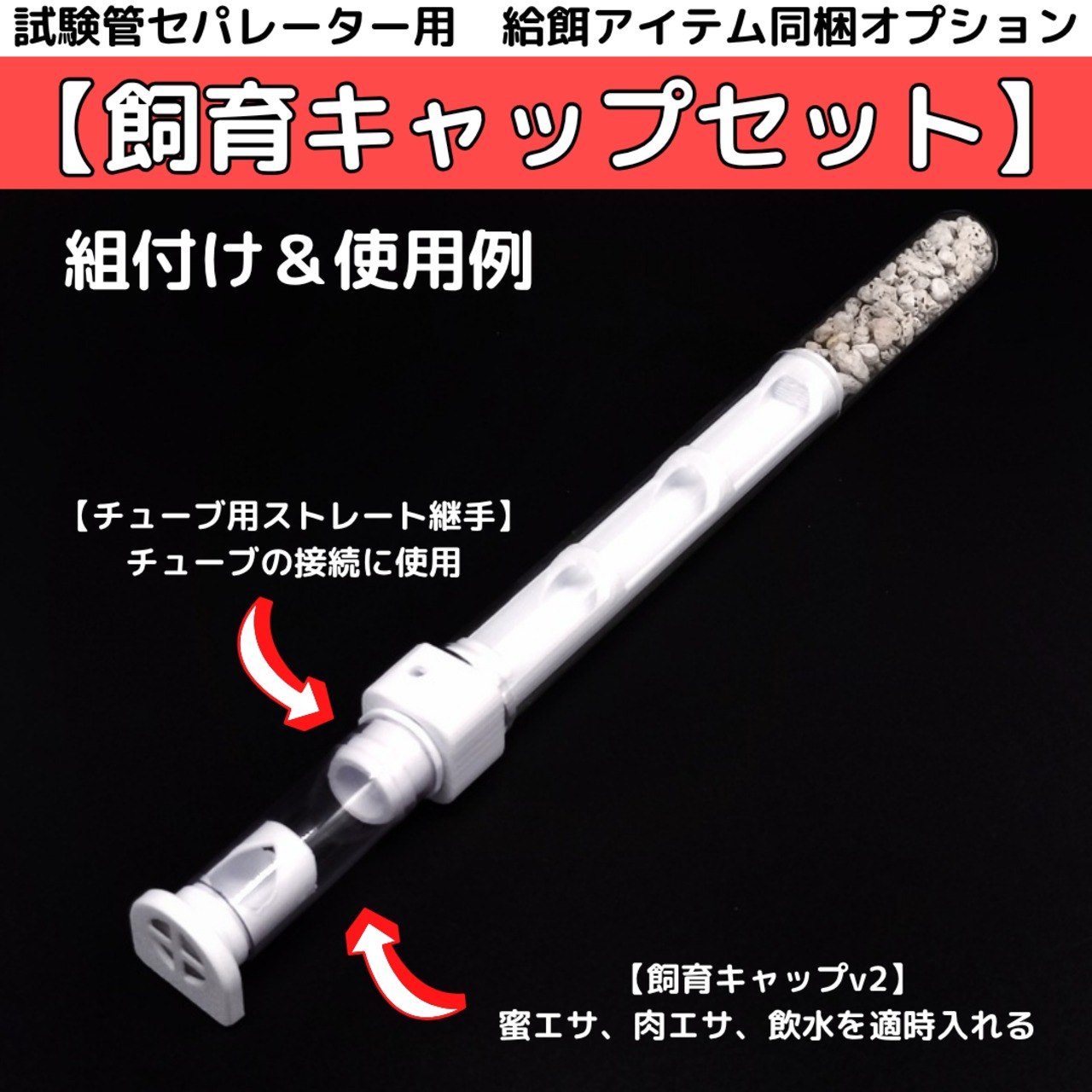 クロナガアリ｜女王3匹｜コロニー｜Messor aciculatus