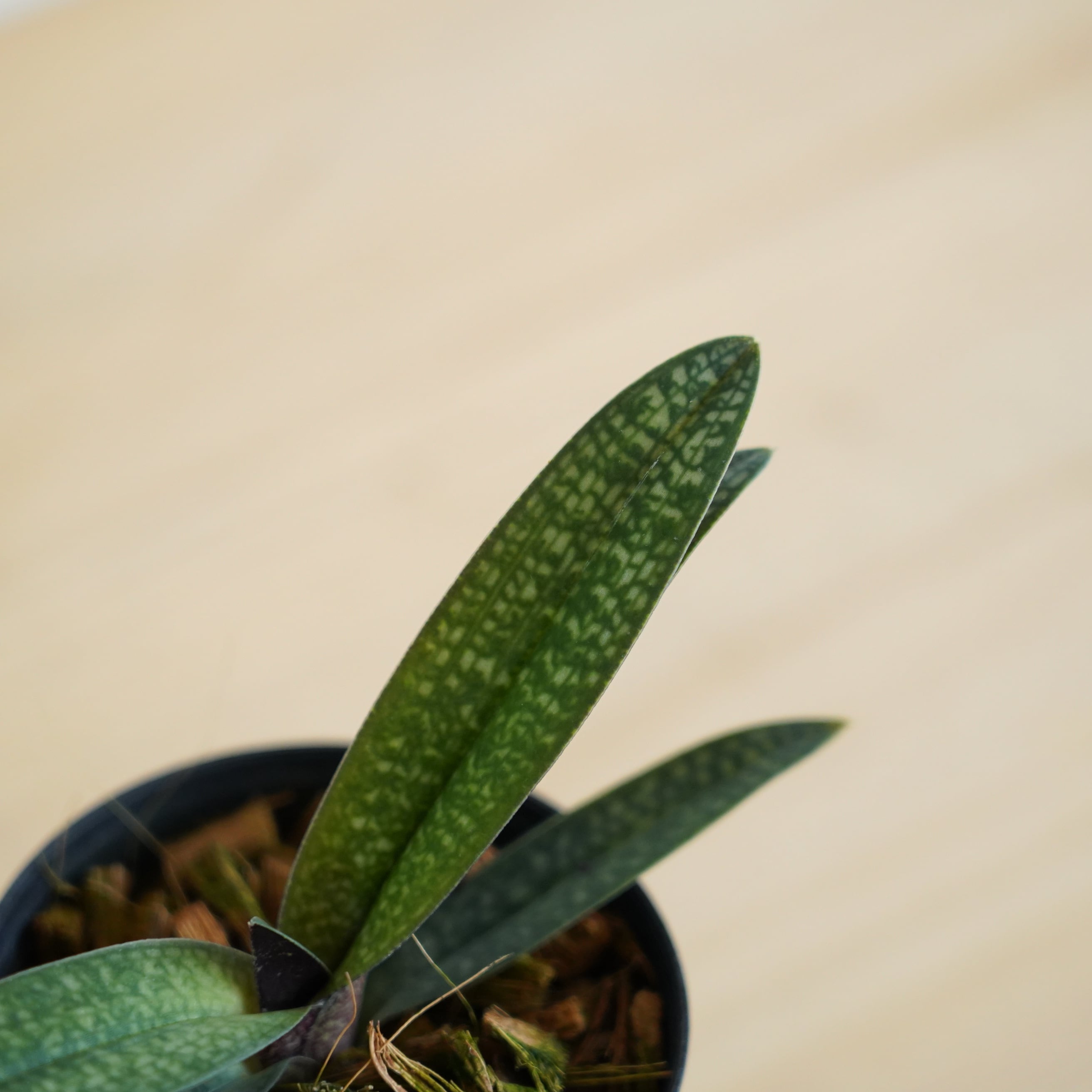 パフィオペディラム アルメニホワイト Paph.Armeni White【ラン科植物