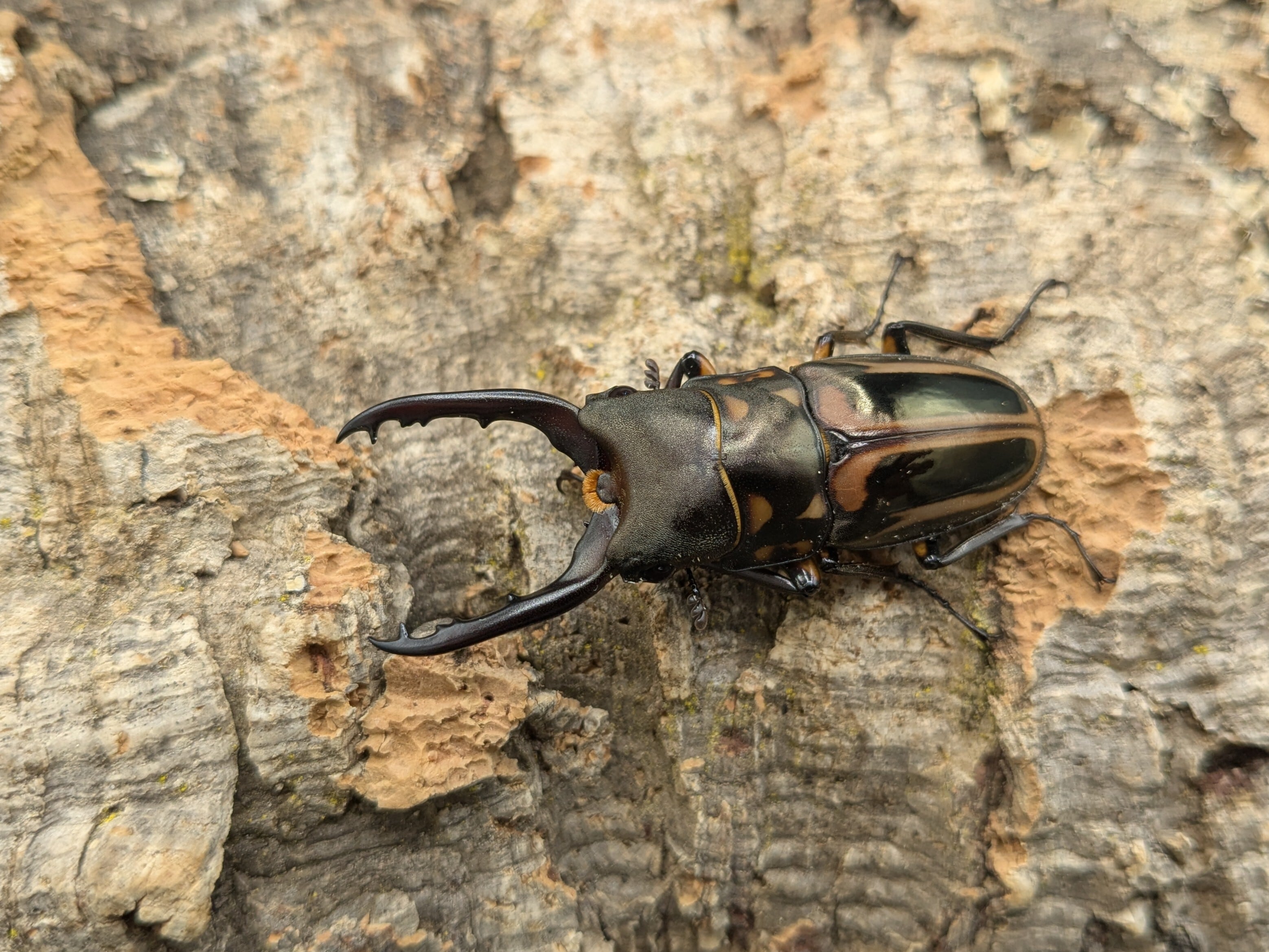 クワガタムシ | クワガタムシ・カブトムシ専門ショップ CIEL