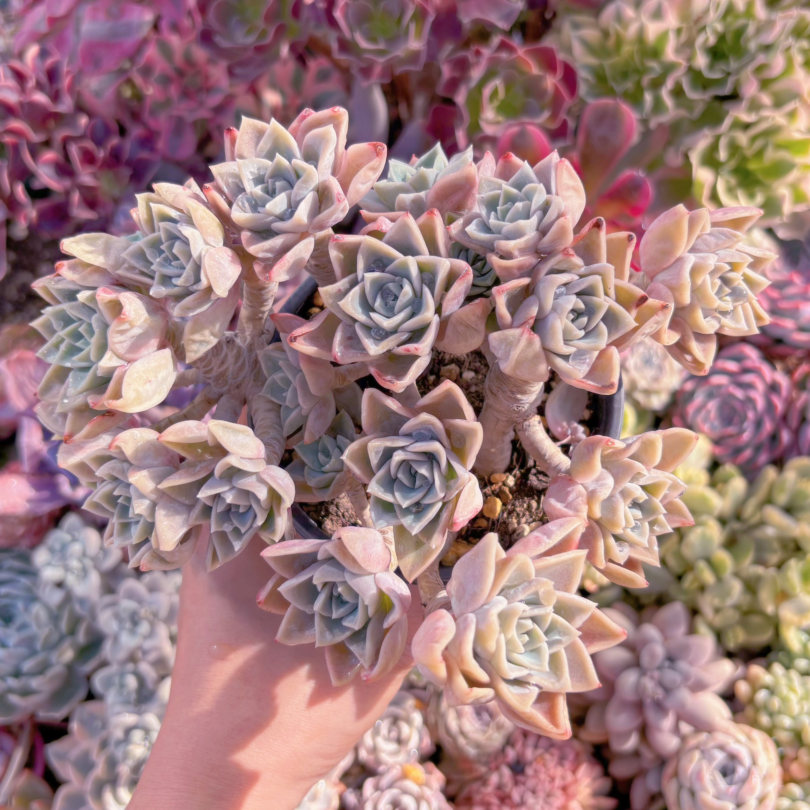 現品　ラブリーローズx白牡丹#069　るる農園