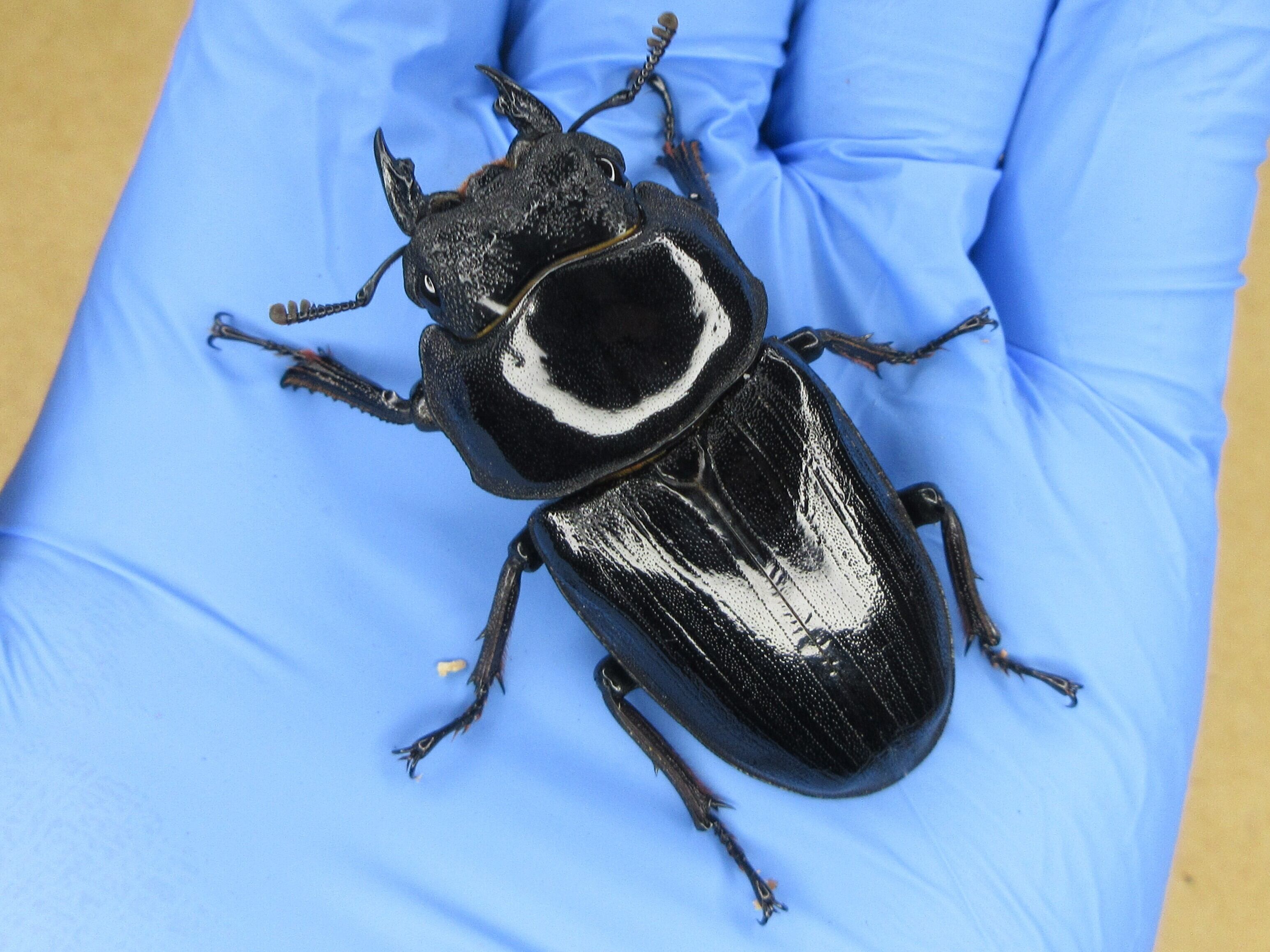 能勢YGオオクワガタ 能勢YG オオクワガタペア ♂82×♀52 ♂82．5＋♀