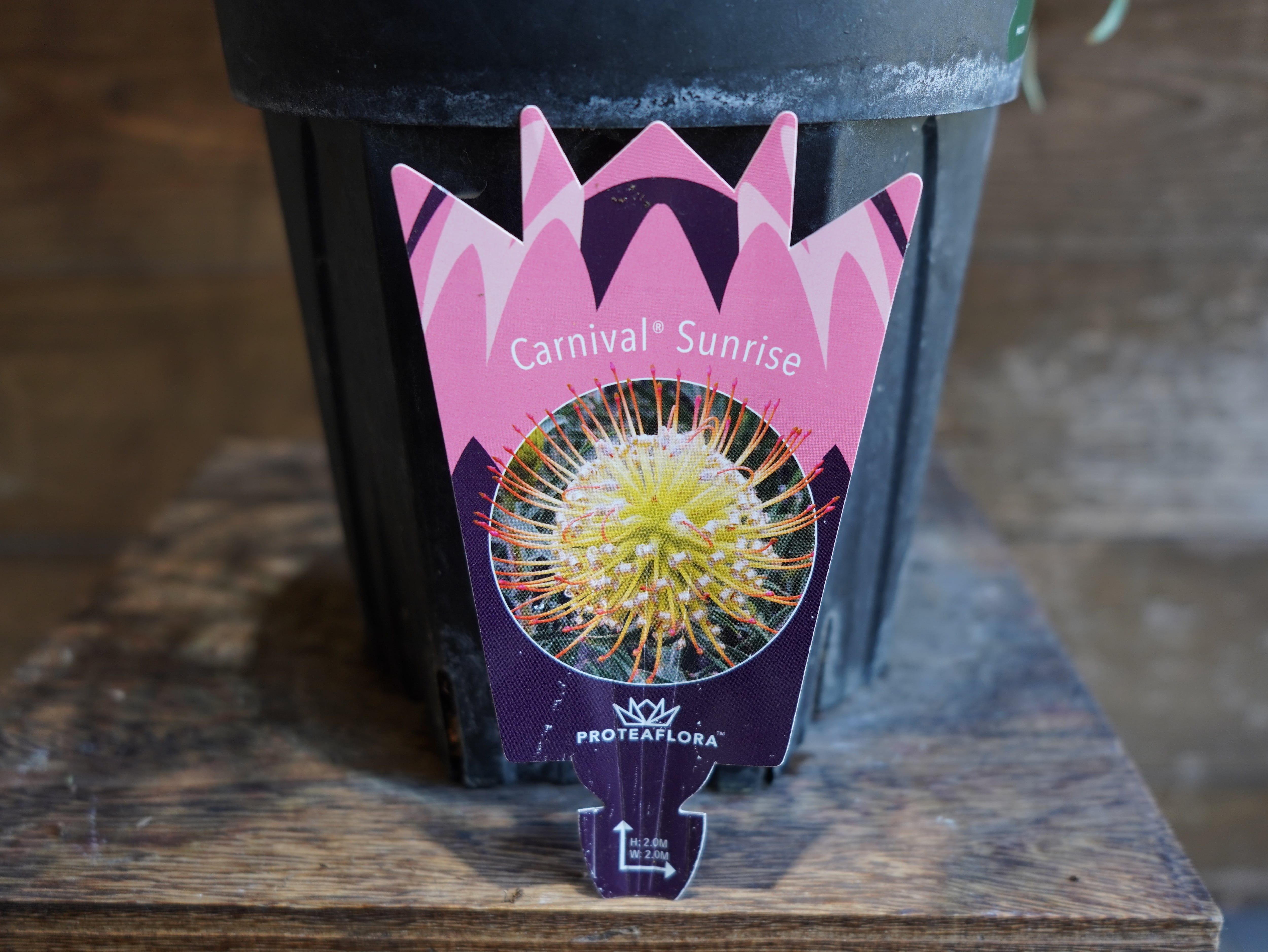 【現物】リューコスペルマム "カーニバルサンライズ"