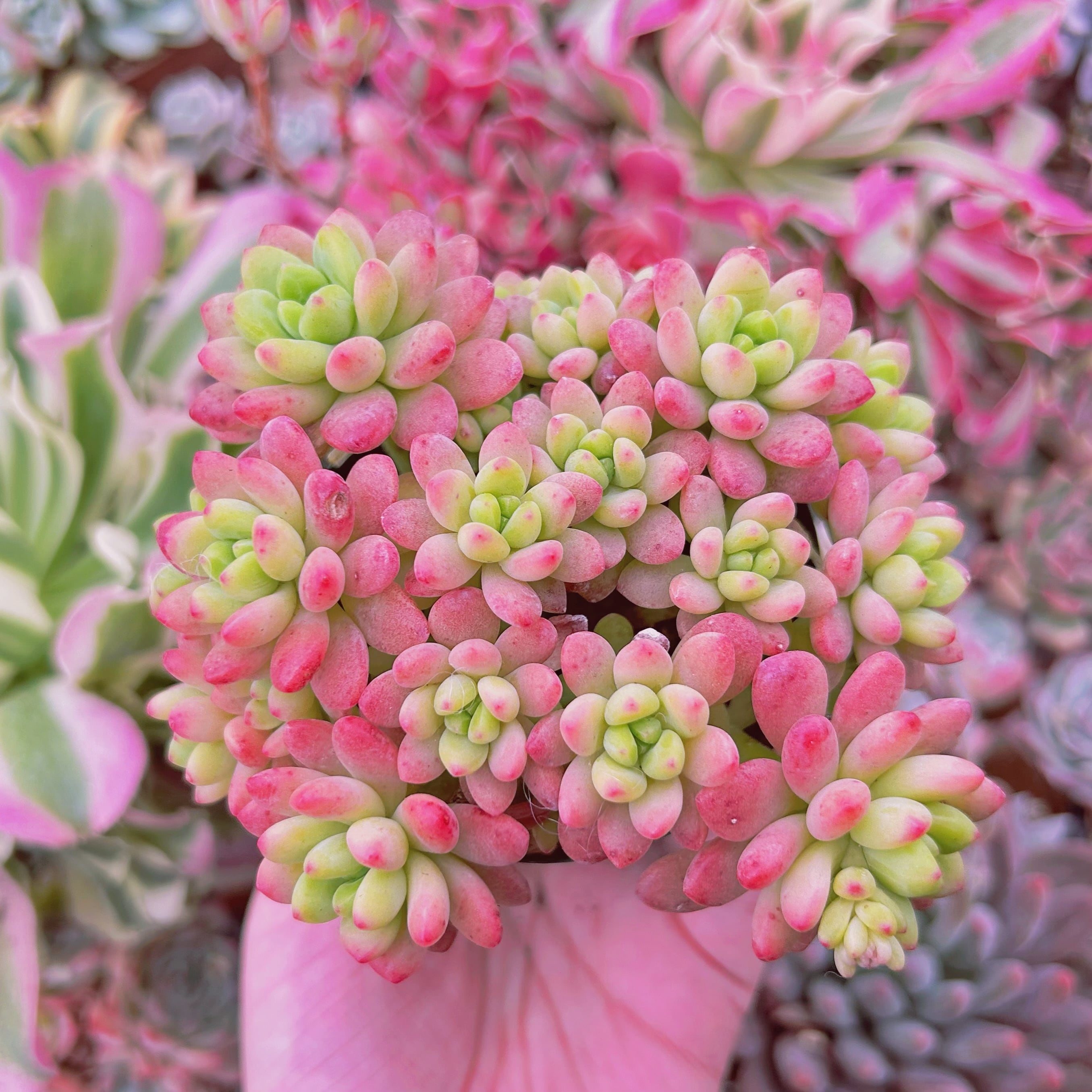 #008現物　多肉植物　Sedum  Shangri La