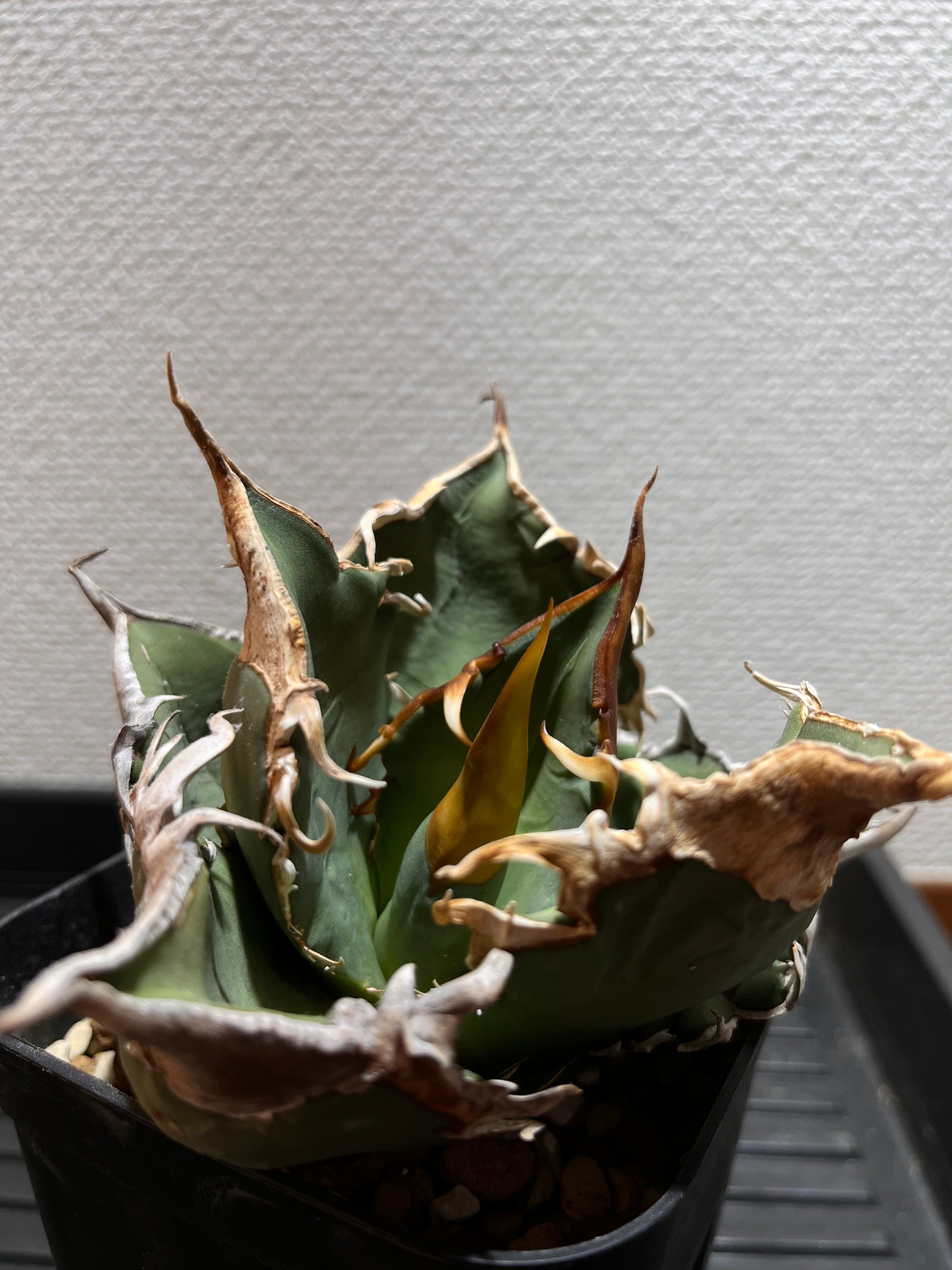 PTL010 Agave oteroi やるせない Oaxaca special株 アガベ PTL010 Agave oteroi やるせない Oaxaca special株 アガベ