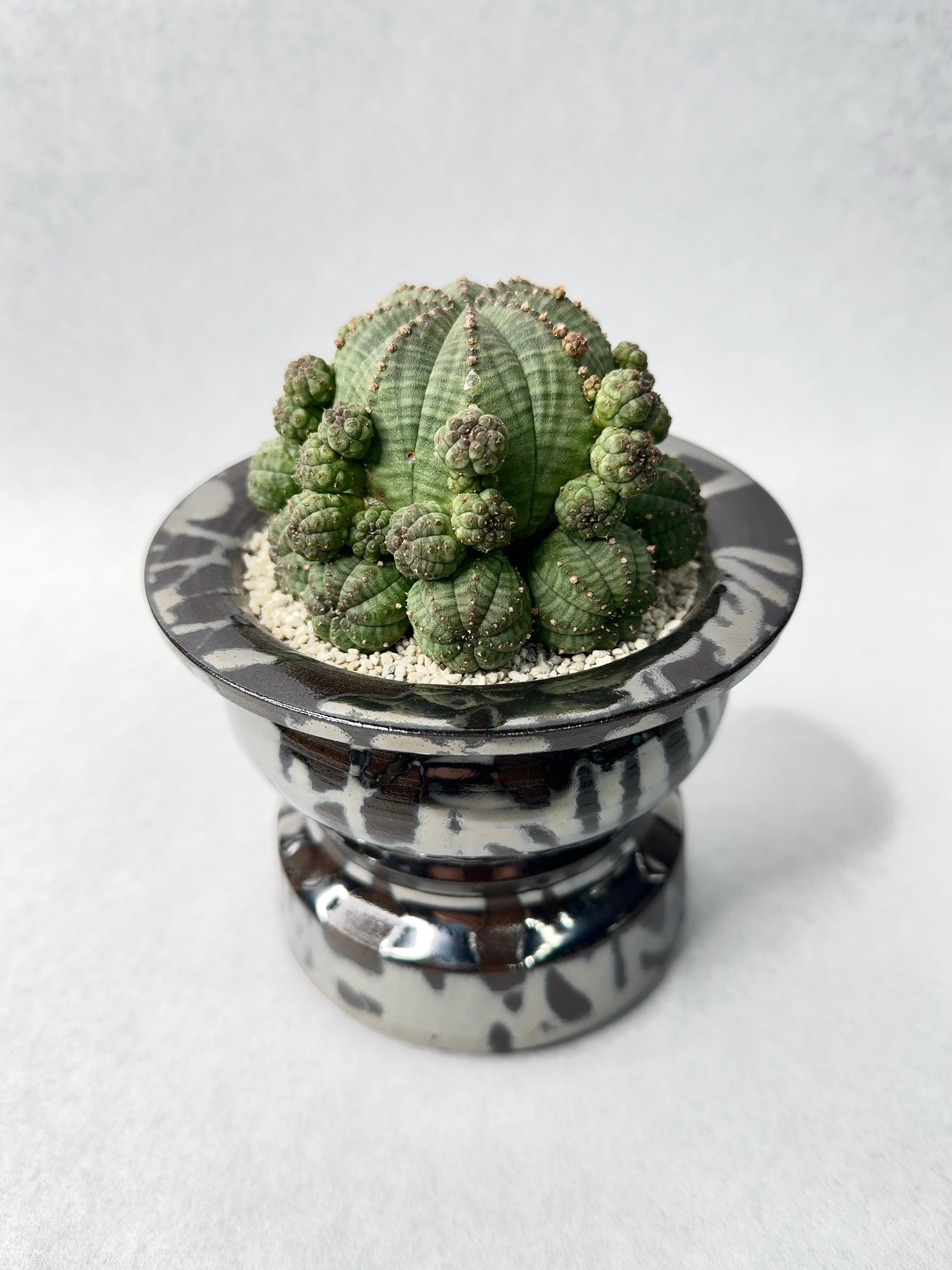 ユーフォルビア　子吹きシンメトリカ　モンスト　鉢ごと送料込み ユーフォルビア・子吹きシンメトリカ | trigger