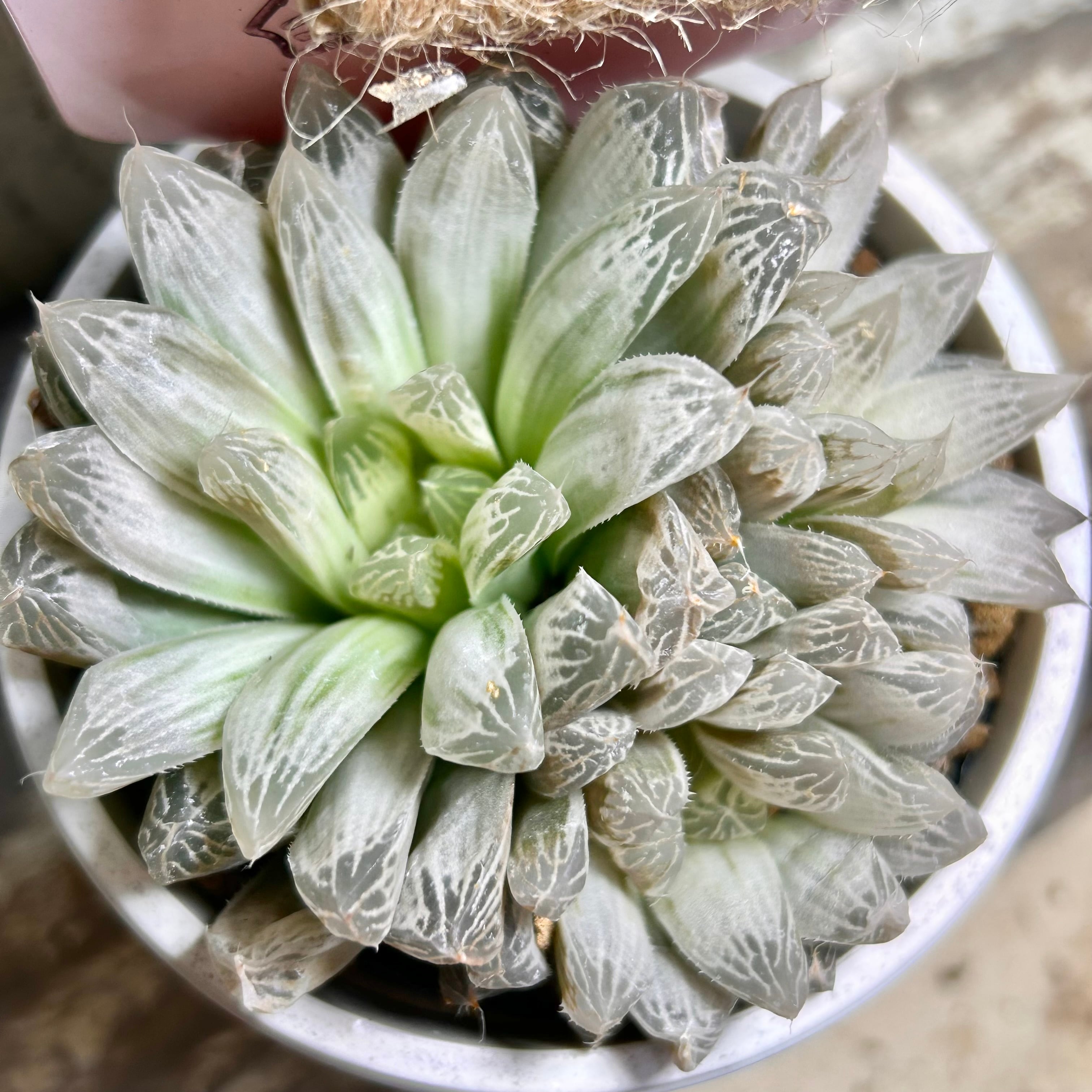 白水晶 ハオルチア | RuPo 多肉植物専門店