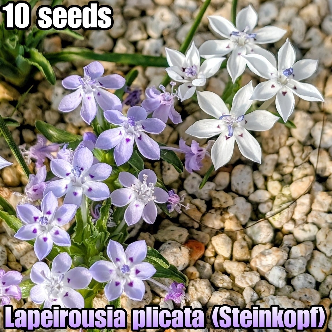 種子/10粒】Lapeirousia plicata (Steinkopf, RSA)/ラペイロウシア