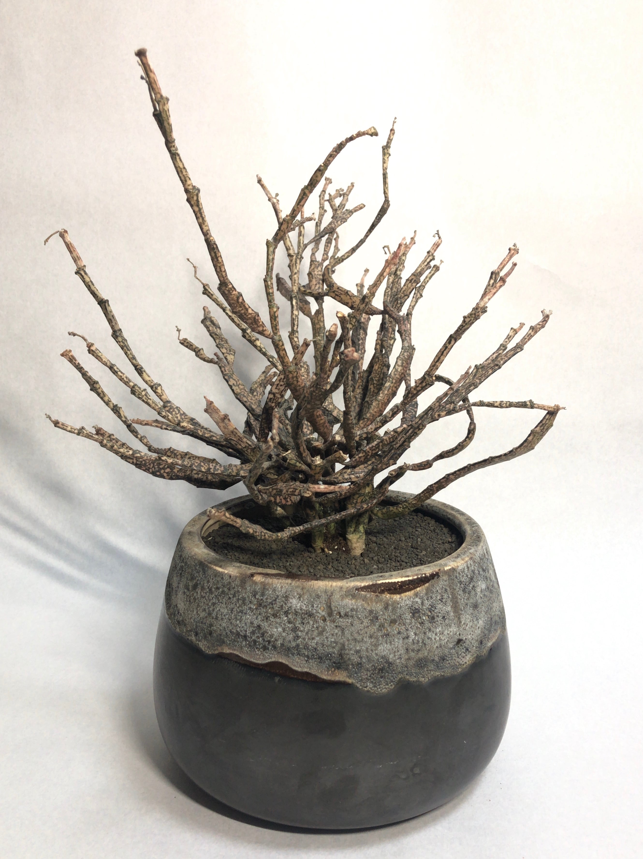 ユーフォルビア・プラティクラダ | trigger