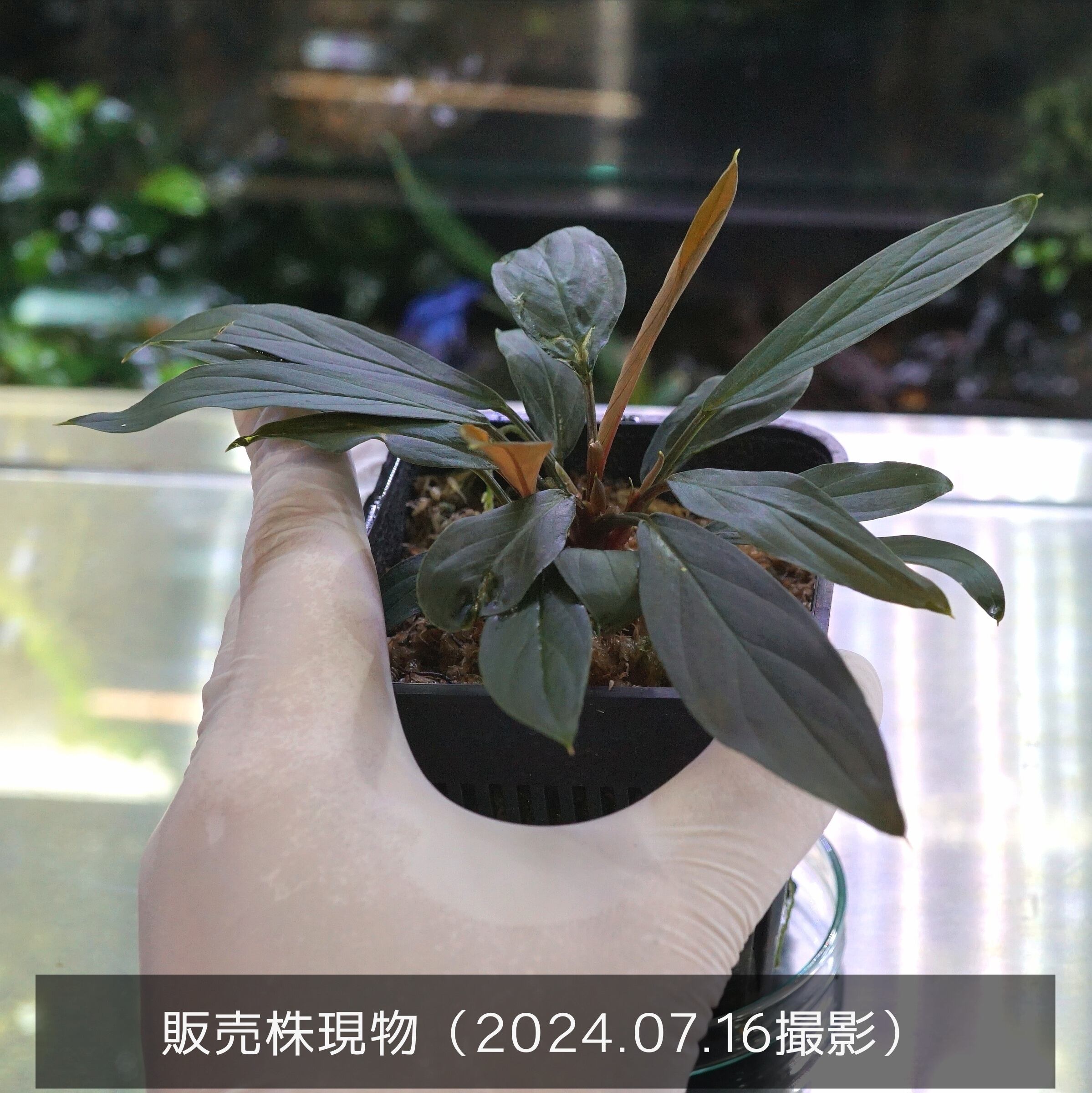 LA0518-02】ホマロメナ Homalomena sp.“濡烏” Riau あかる LA0518-02】ホマロメナ Homalomena sp.“濡烏” Riau あかる