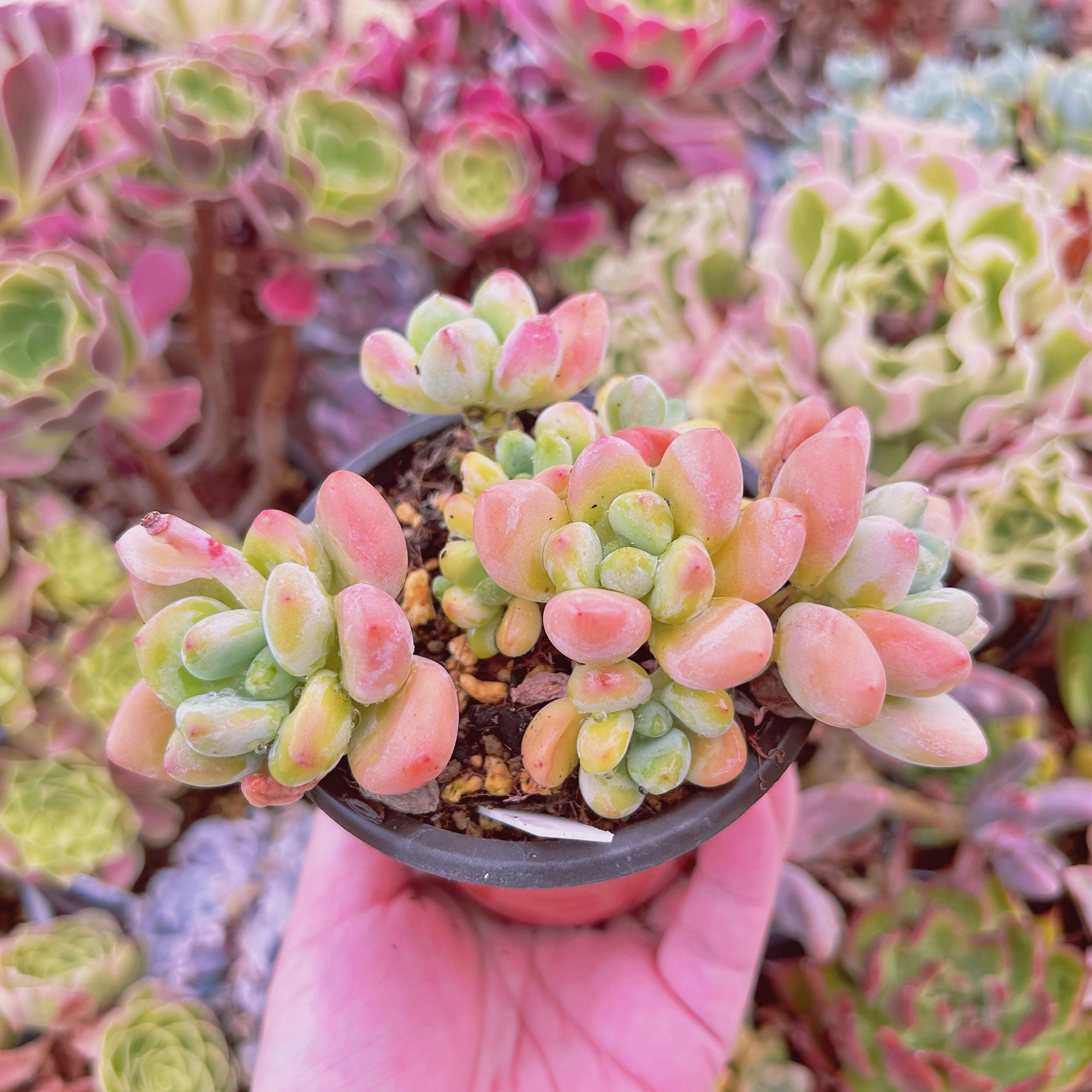 #928現物　多肉植物　マカロン　特大　抜き苗