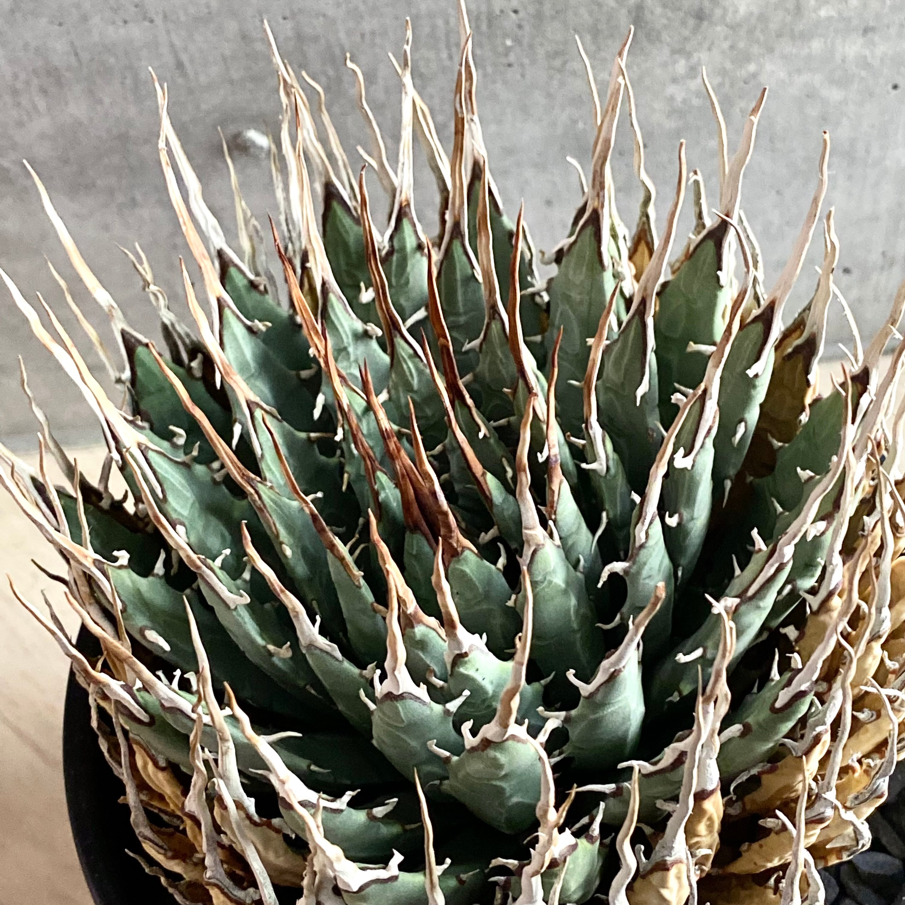 agave utahensis eborispina /アガベ ユタエンシス エボリスピナ  【観葉植物】【多肉植物】【インテリア】【鉢込み発送】【発根済】【美株】