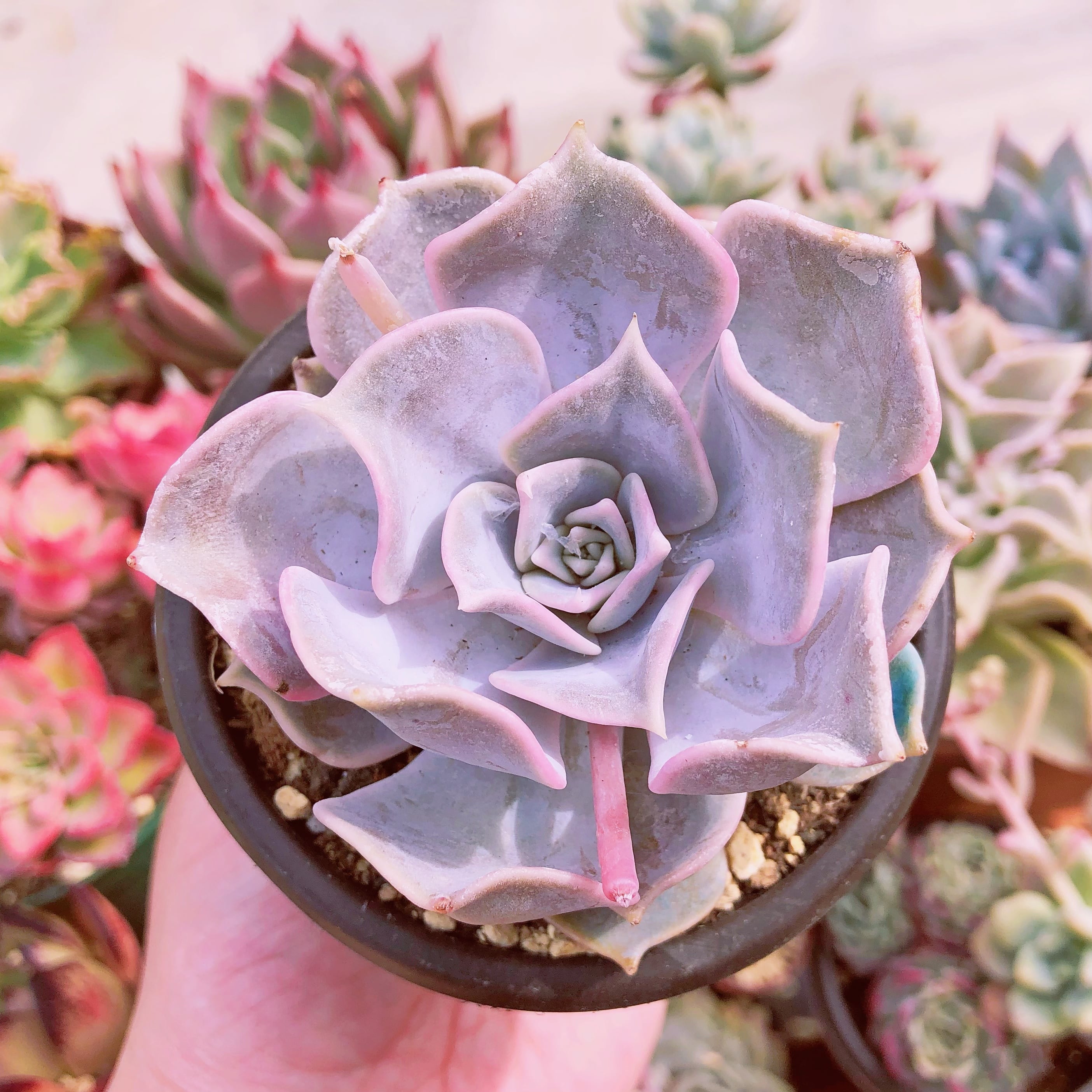 多肉植物　Lilacina  大苗　10センチポット