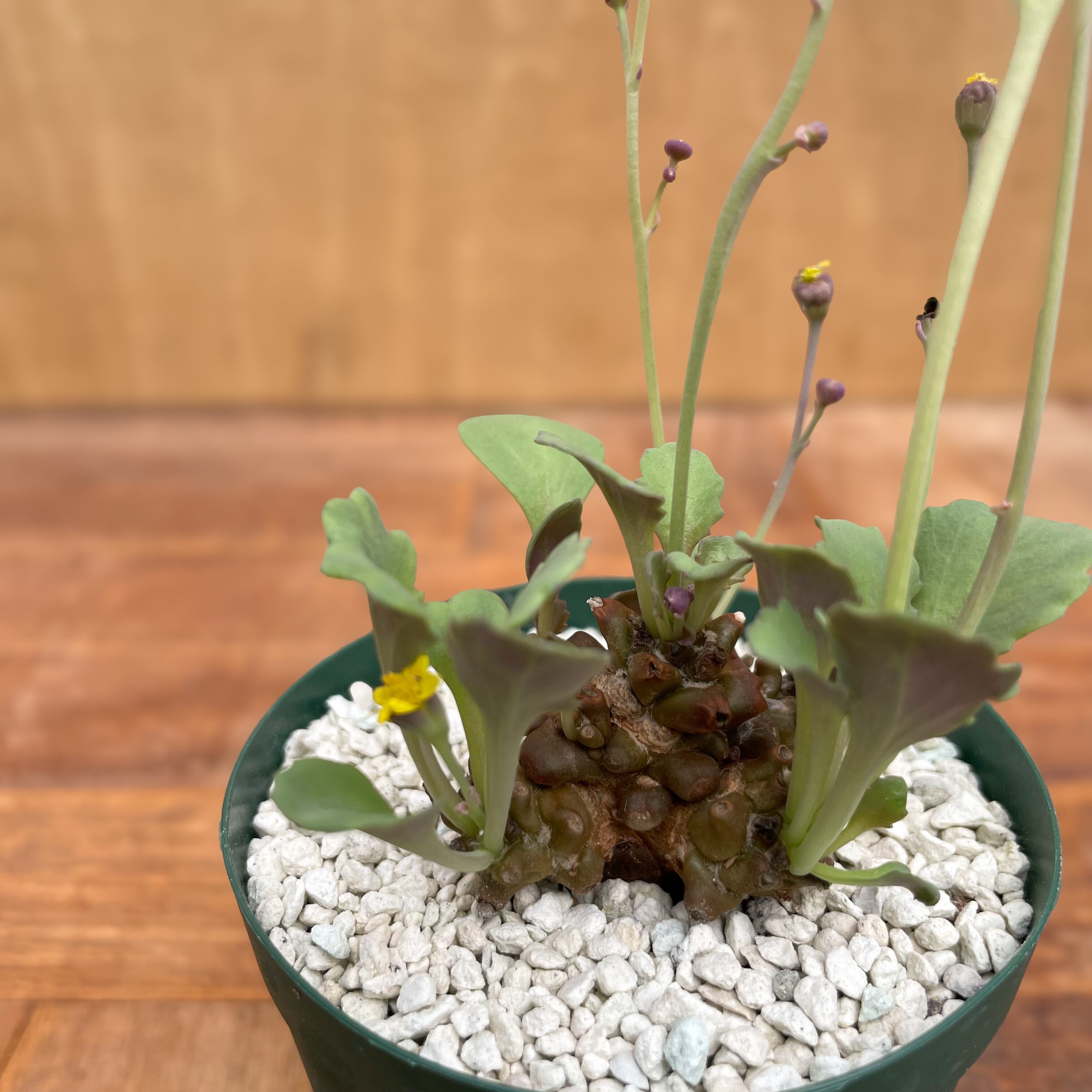 コレクション 現地株 オトンナ アルミアナ 管理5年目① Othonna armiana【オトンナ・アルミアナ・実生】 | RIMO'S GREEN