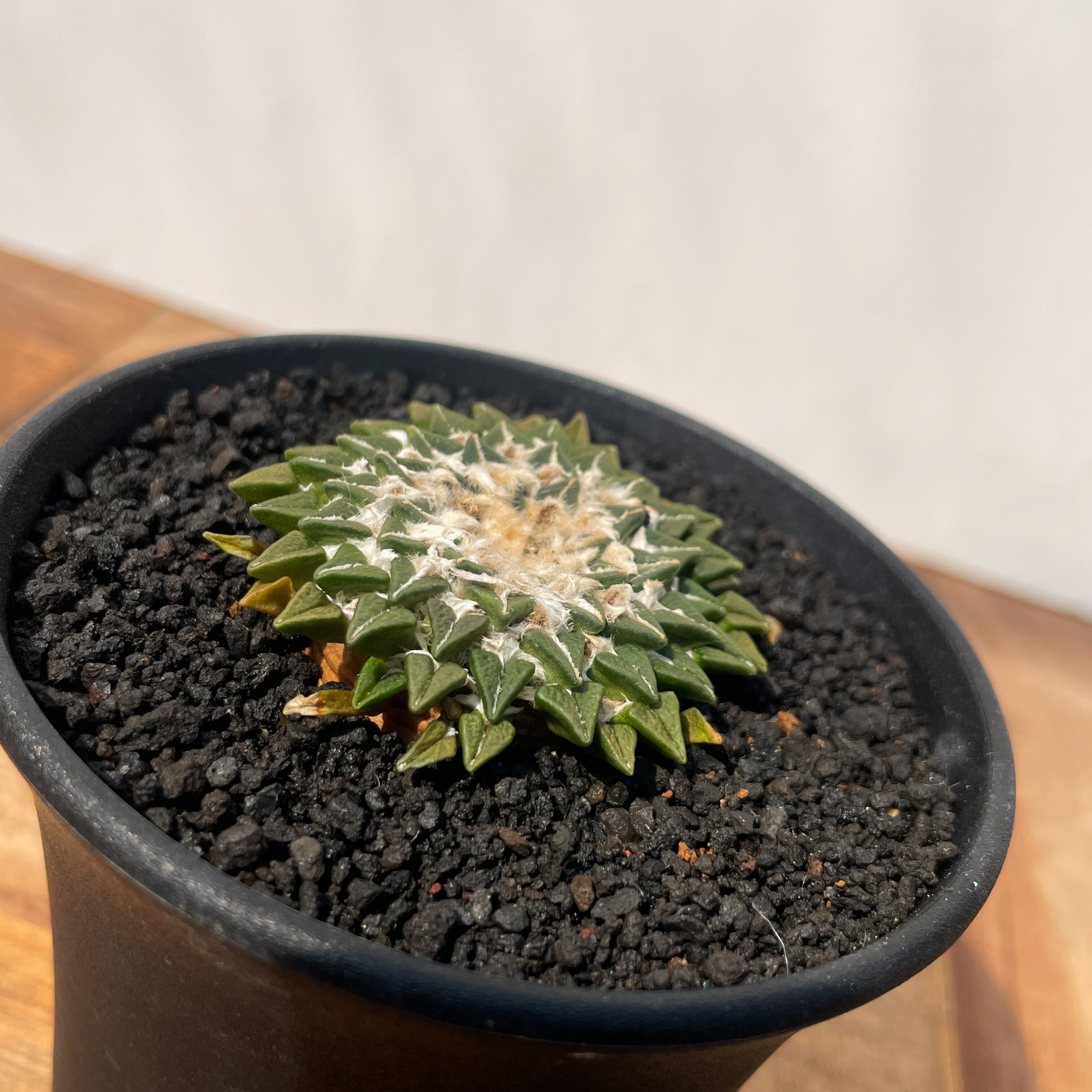 Ariocarpus kotschoubeyanus【アリオカルプス・姫牡丹・実生