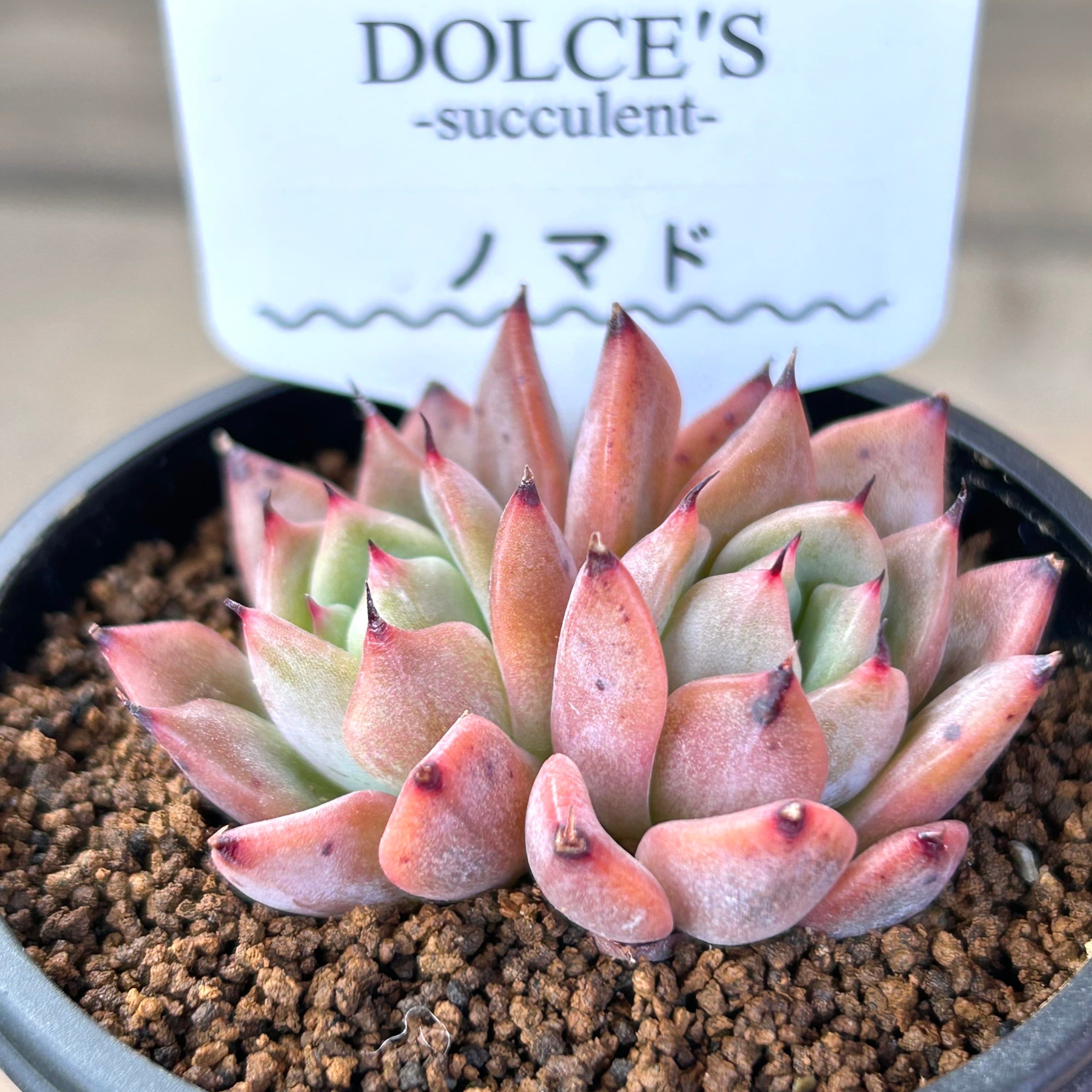 a6da90321c265b1e8a6b4d53f5555b