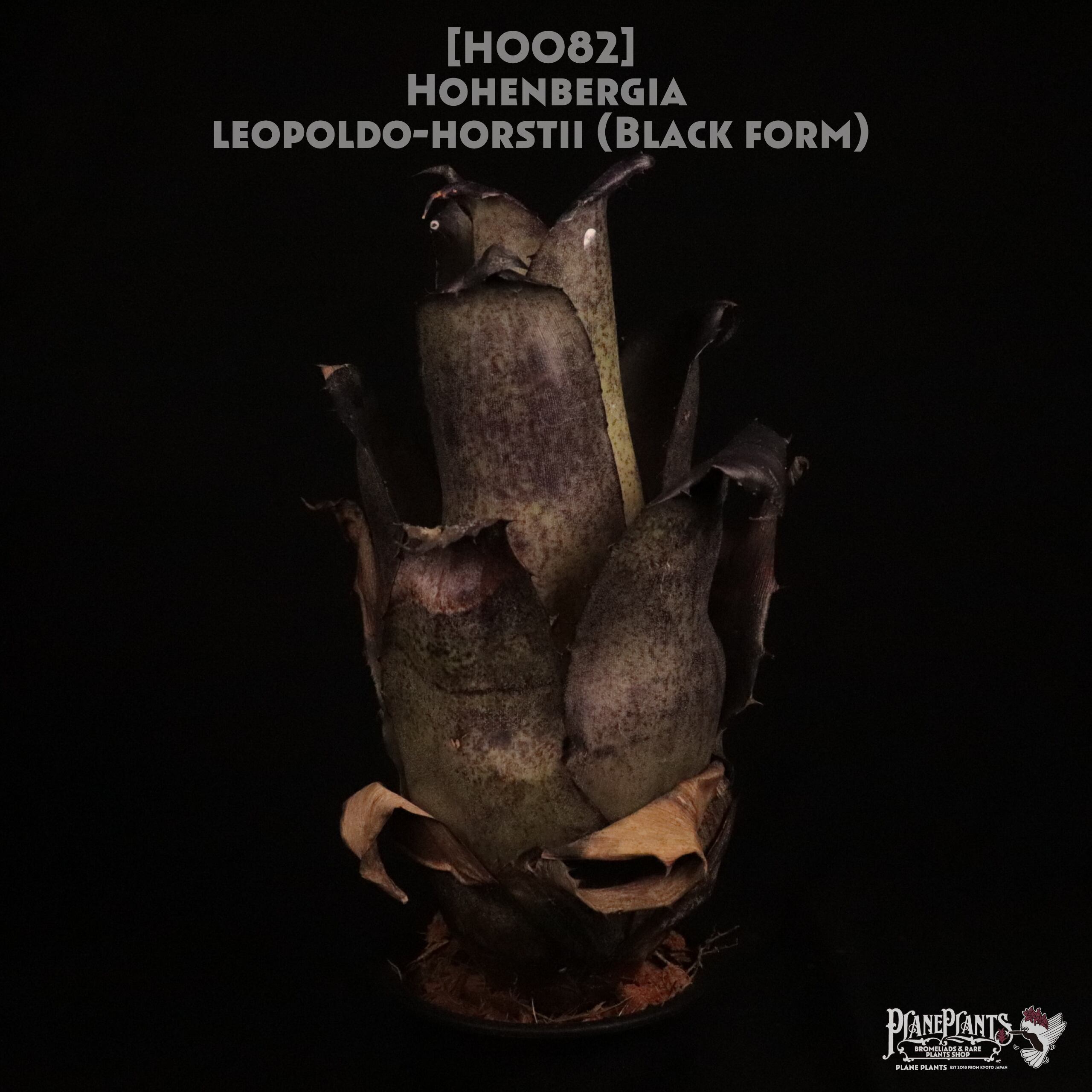 【送料無料】Hohenbergia leopoldo-horstii (Black form)〔ホヘンベルギア〕現品発送H0082