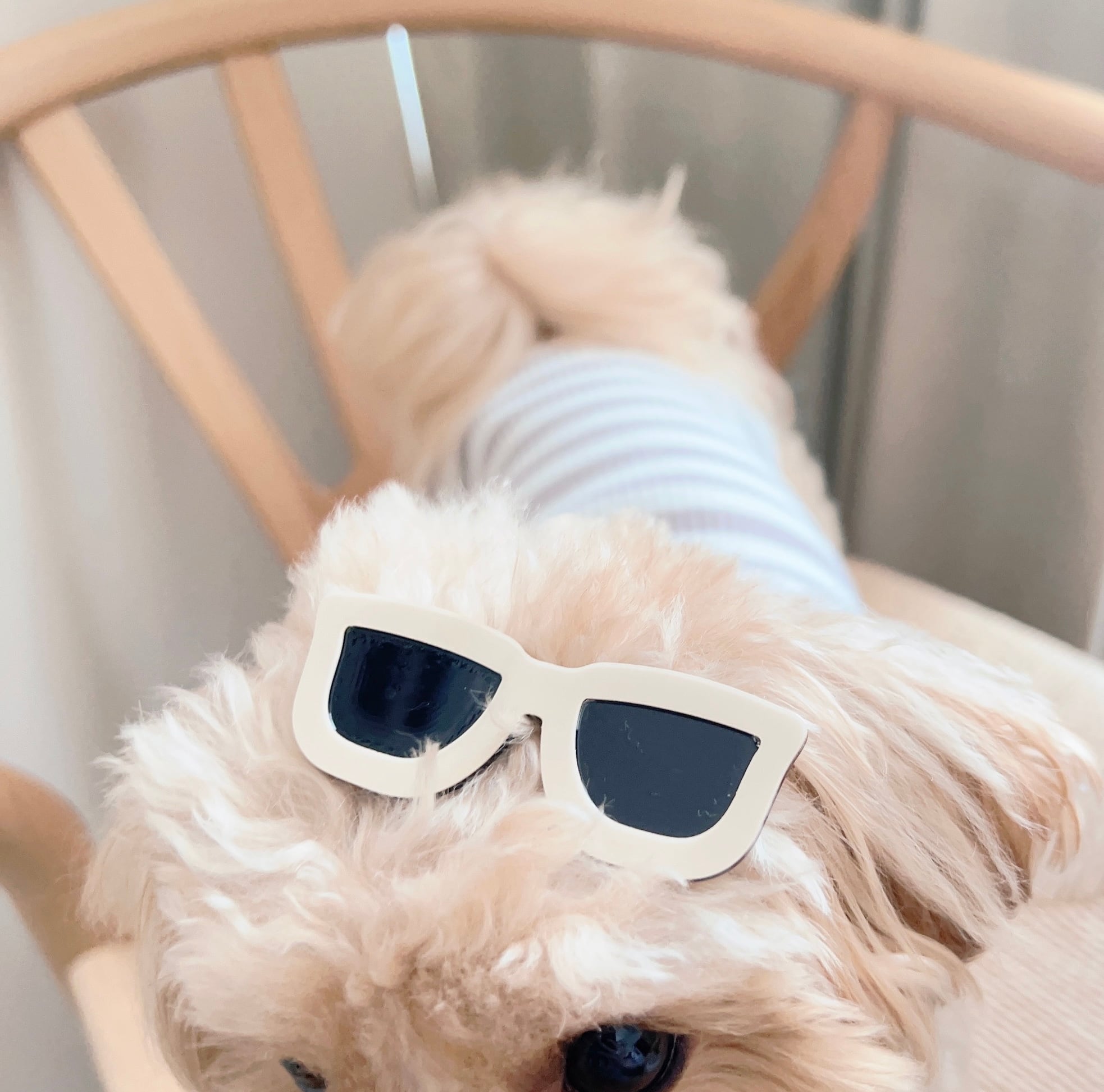 サングラスパッチン