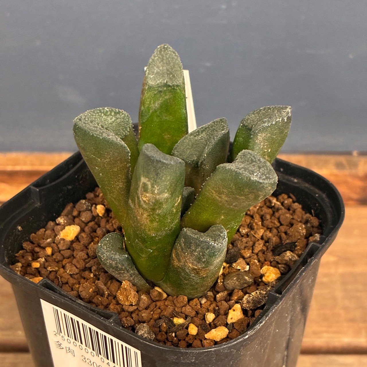 【クリアランスセール対象商品】ハオルチア　ブリンジー【224】【再撮影】【▼】