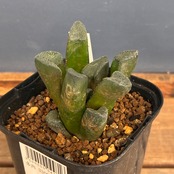 【クリアランスセール対象商品】ハオルチア　ブリンジー【224】【再撮影】【▼】