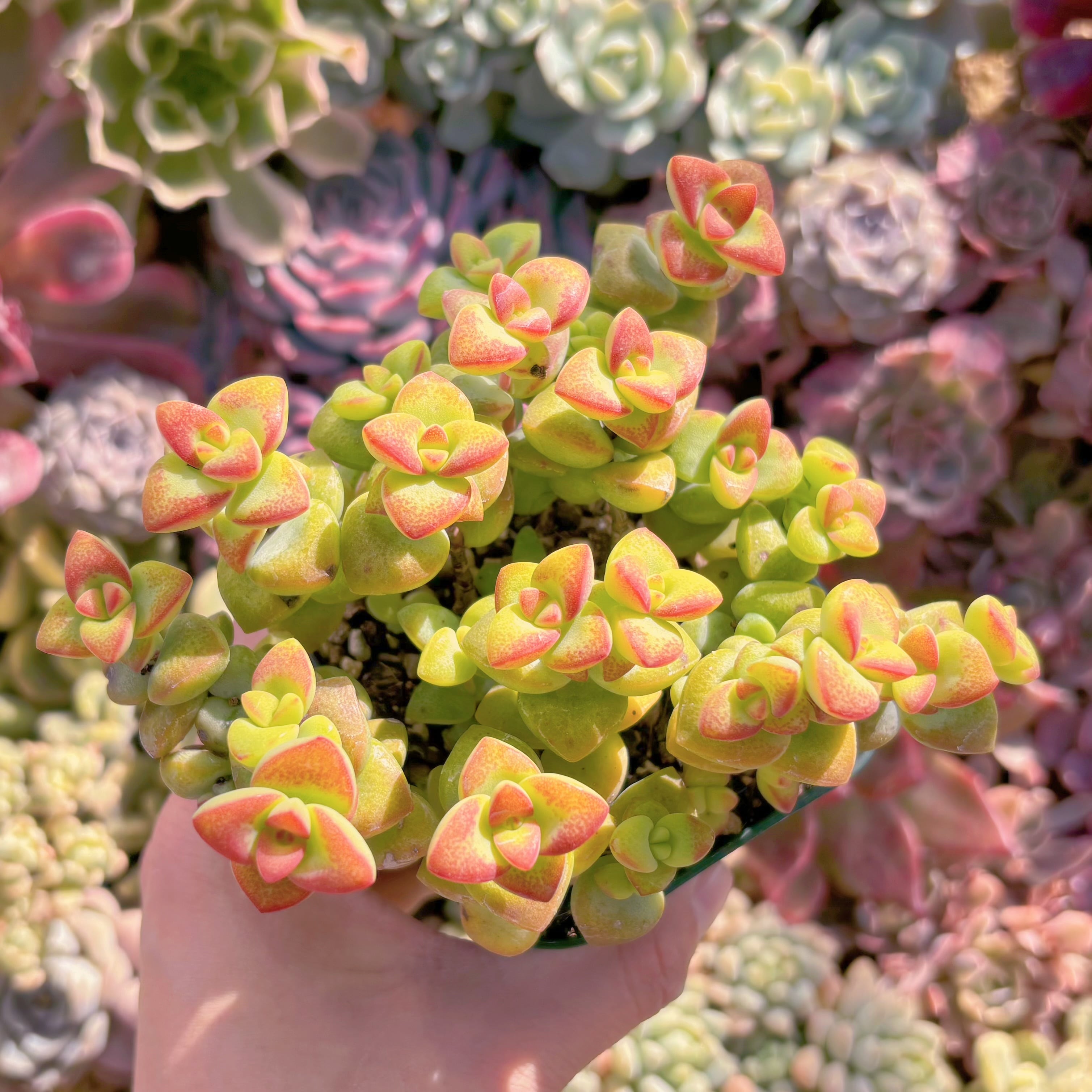 現品　ラブハート#2030   るる農園