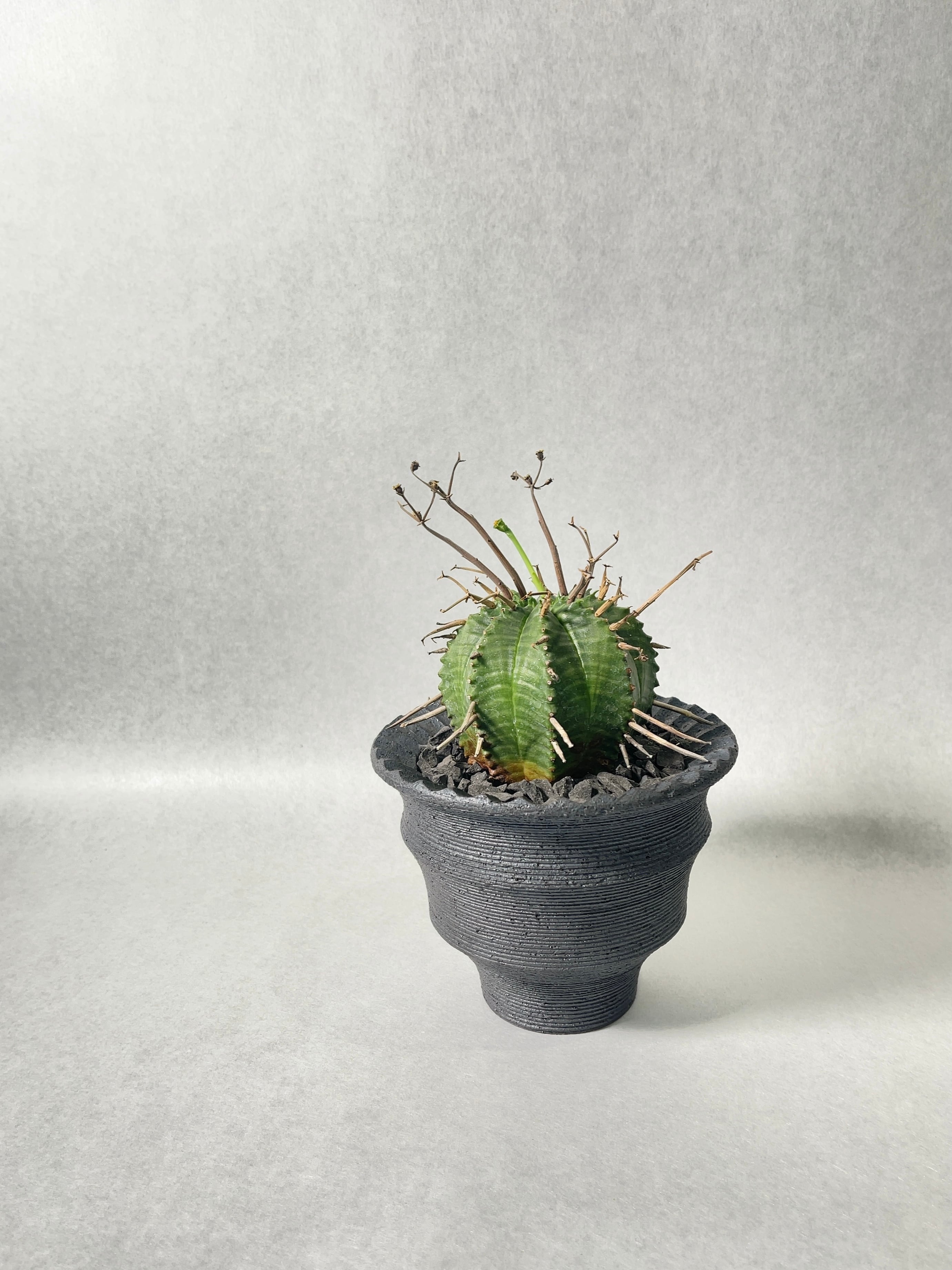 ユーフォルビア・スーパーバリダ | trigger