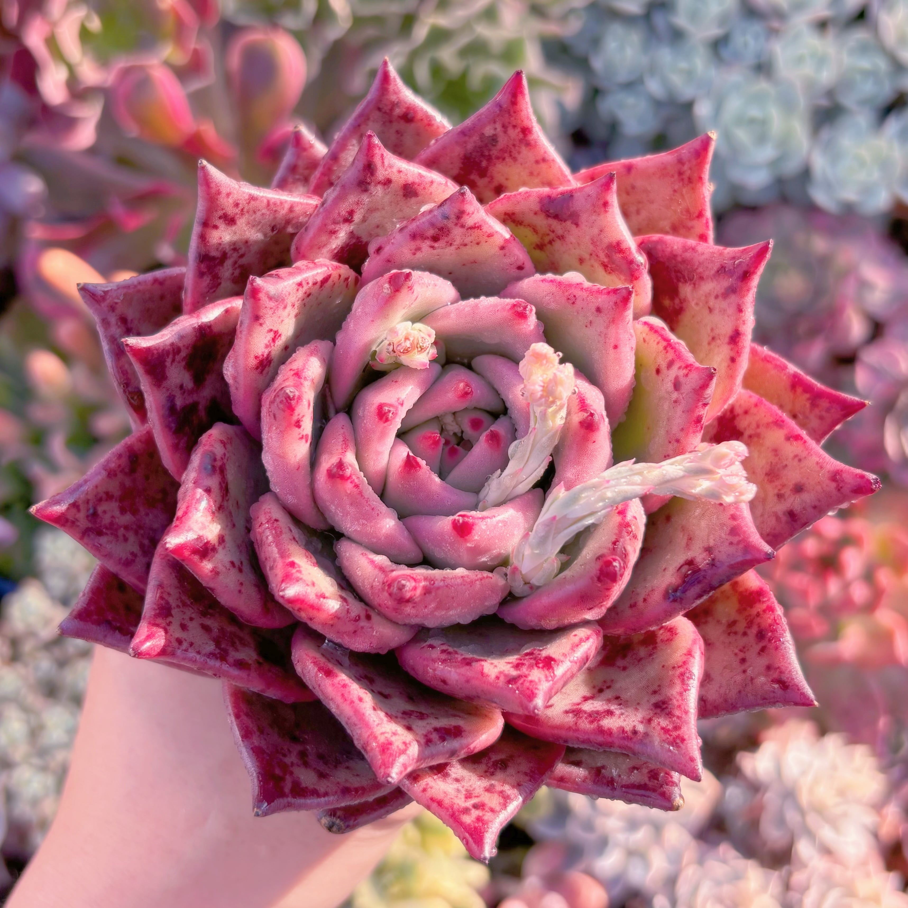 多肉植物　ロメオxマリア　特大　新入荷　るる農園