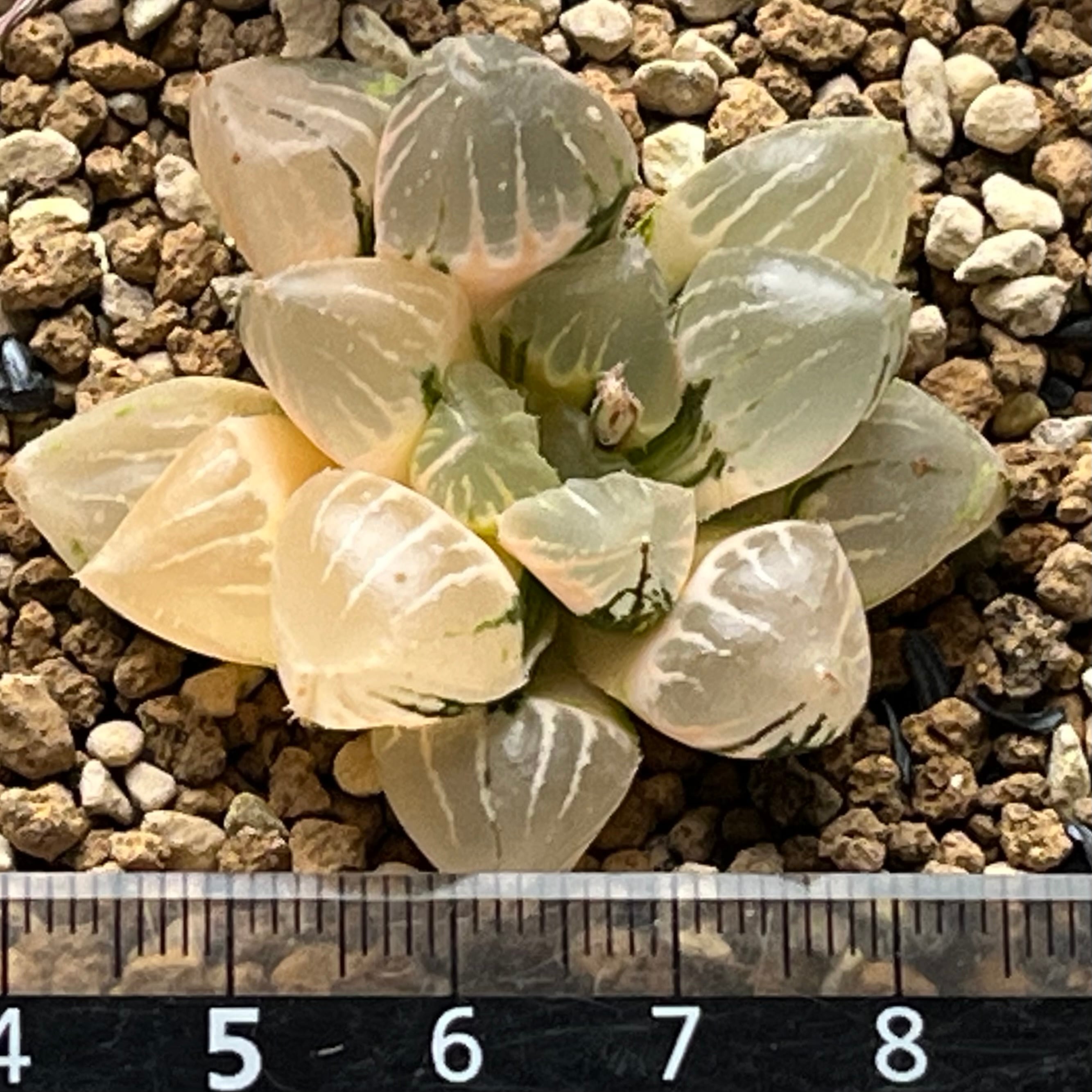 ハオルチア ジェリーフィッシュ錦 ハオルチア ジェリーフィッシュ錦 | mocono_plants