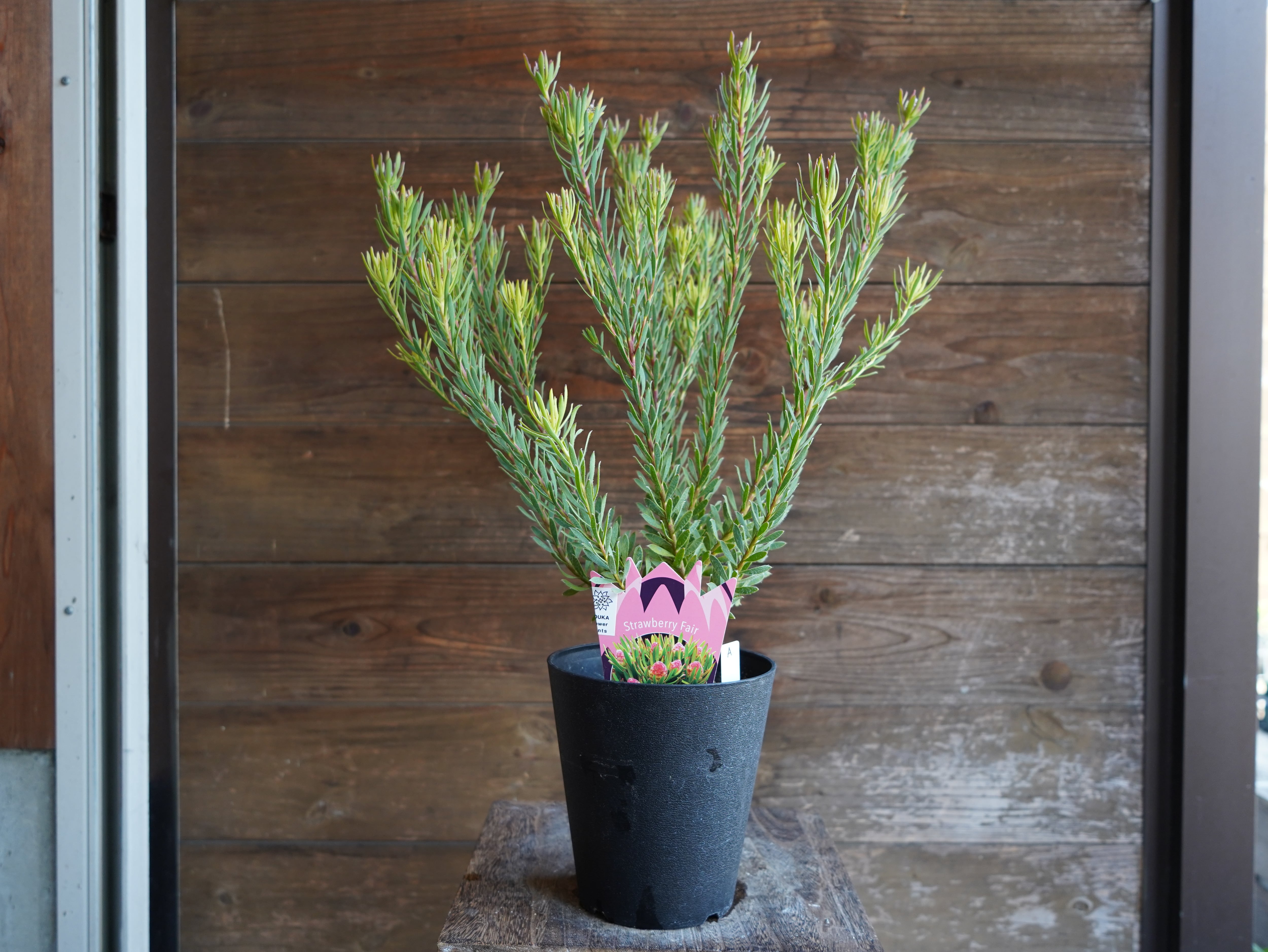 【現物】リューカデンドロン　”Strawberry Fair”　A