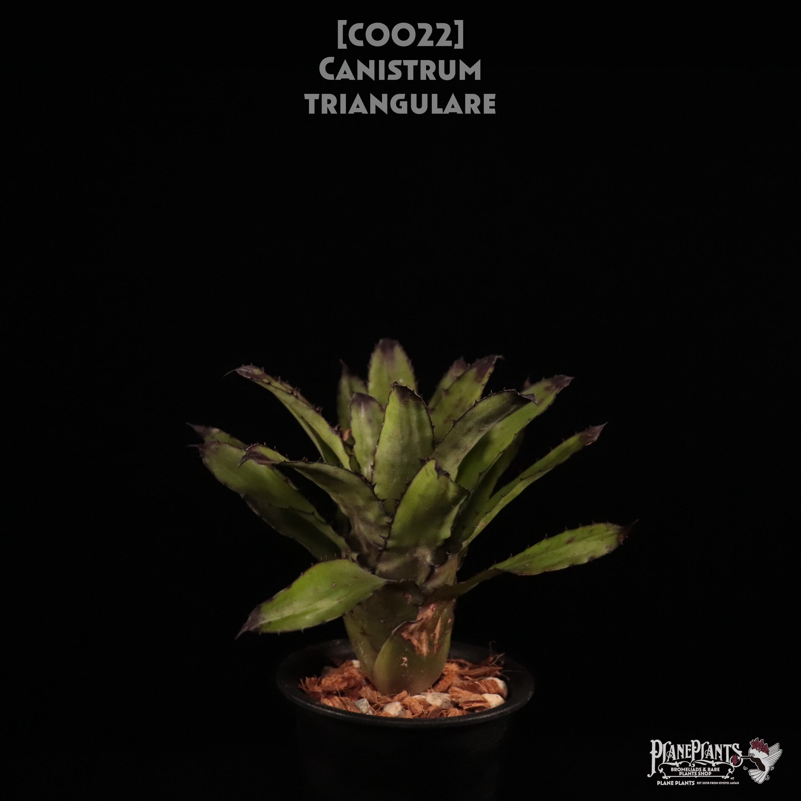 ブロメリア・エアープランツ Canistrum Seidelianum Dark form 351225-2.jpg
