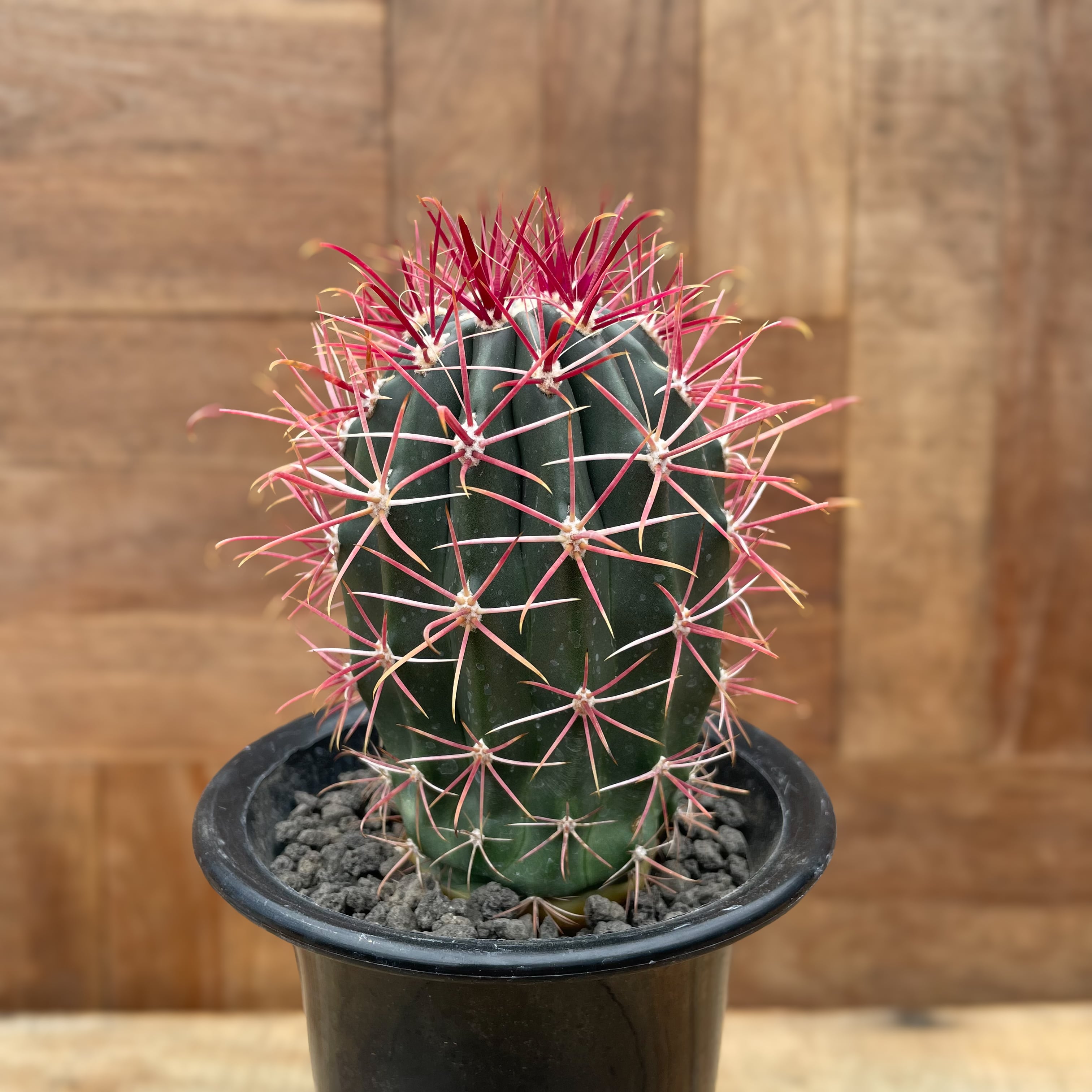 Ferocactus gracilis 【フェロカクタス・刈穂玉】 | RIMO