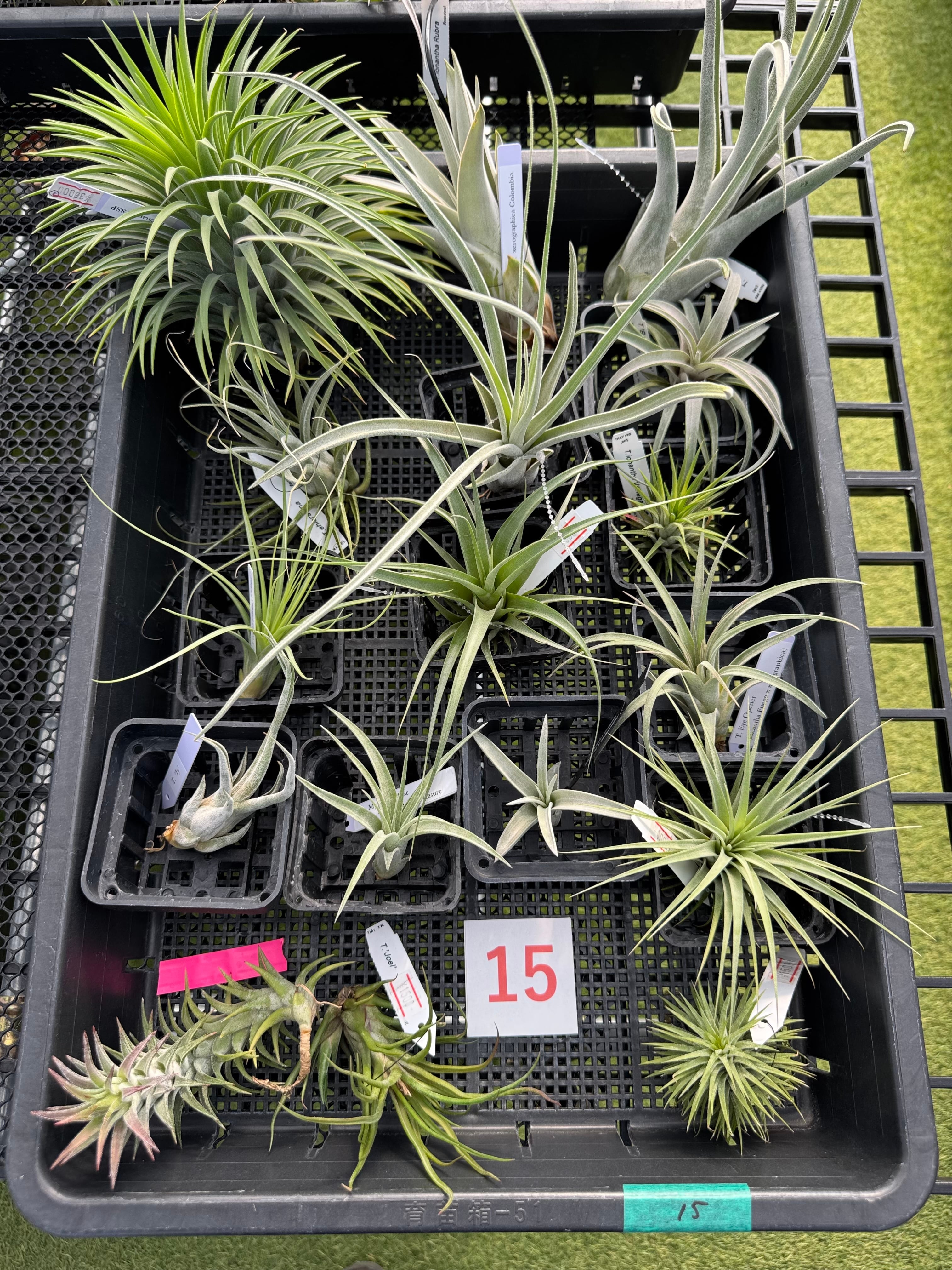 キセログラフィカL ロングリーフ xerographica L | クルール プランツ