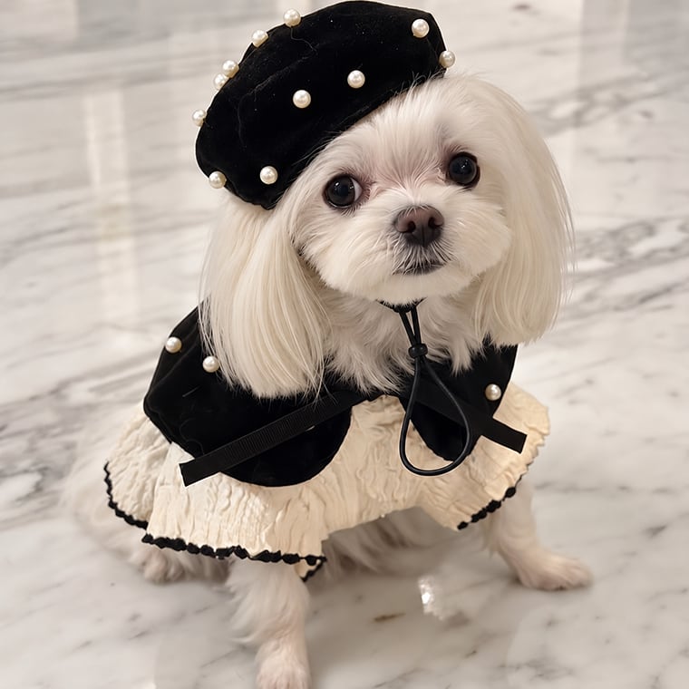 blanc beret & cape / 犬用 帽子 ベレー帽 ケープ ベロア 上品 冬アイテム バンダナ スカーフ アクセサリー ドッグウェア ペット用 cap 被り物 お揃い お出かけ 撮影会 韓国ワンコ服