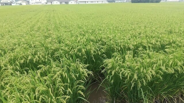くらしき自然栽培米「朝日」10kg(玄米、白米) 岡山県産 | 自然食品