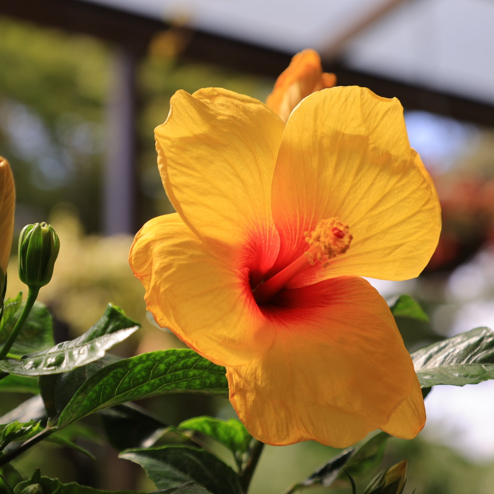 ハイビスカス(大輪)イエロービーナス 夏の花 仏桑花(ブッソウゲ)5号 ...