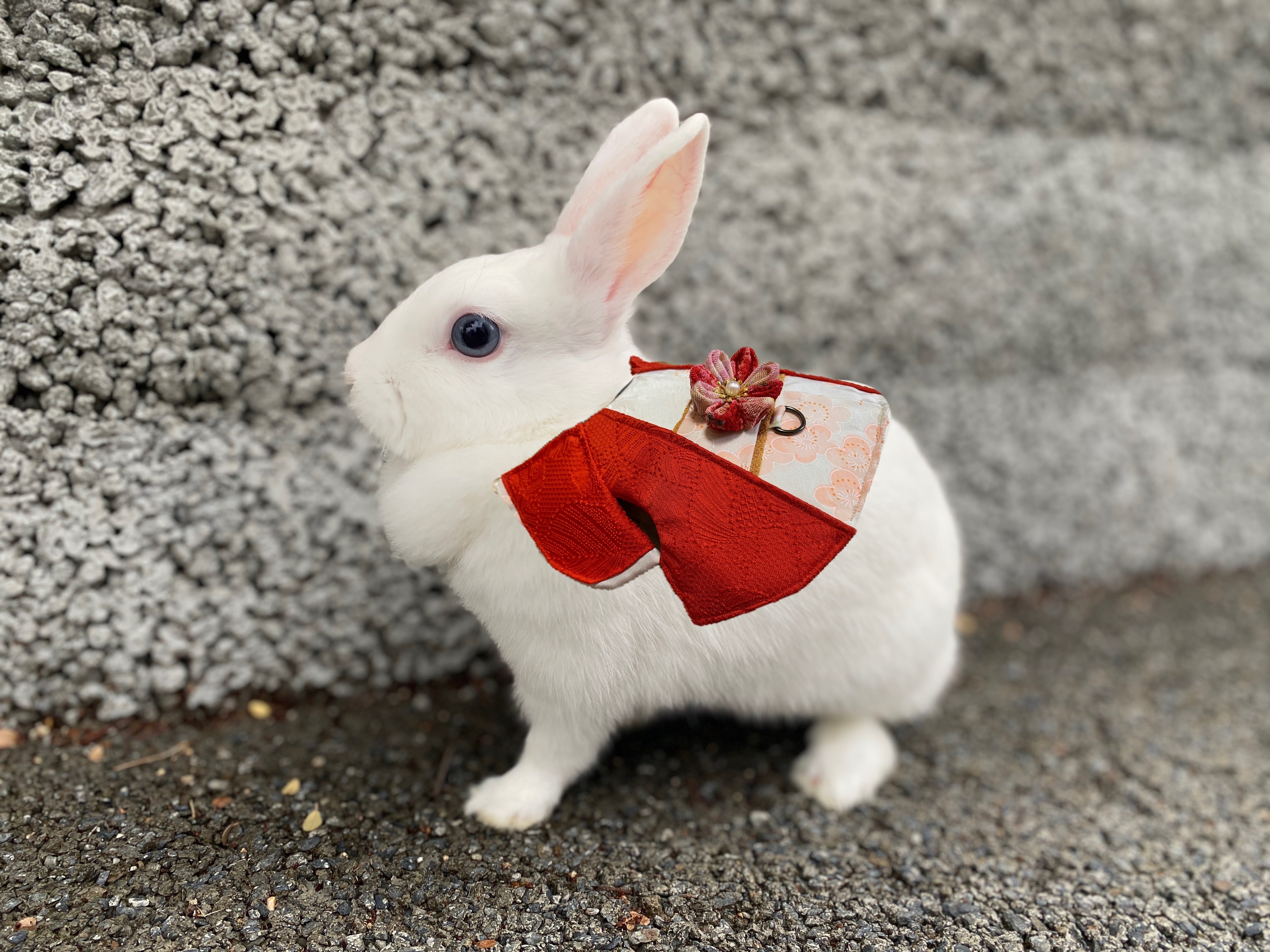 S 桜の着物ハーネス うさぎハーネス うさぎ着物 うさぎ服 うさぎ浴衣