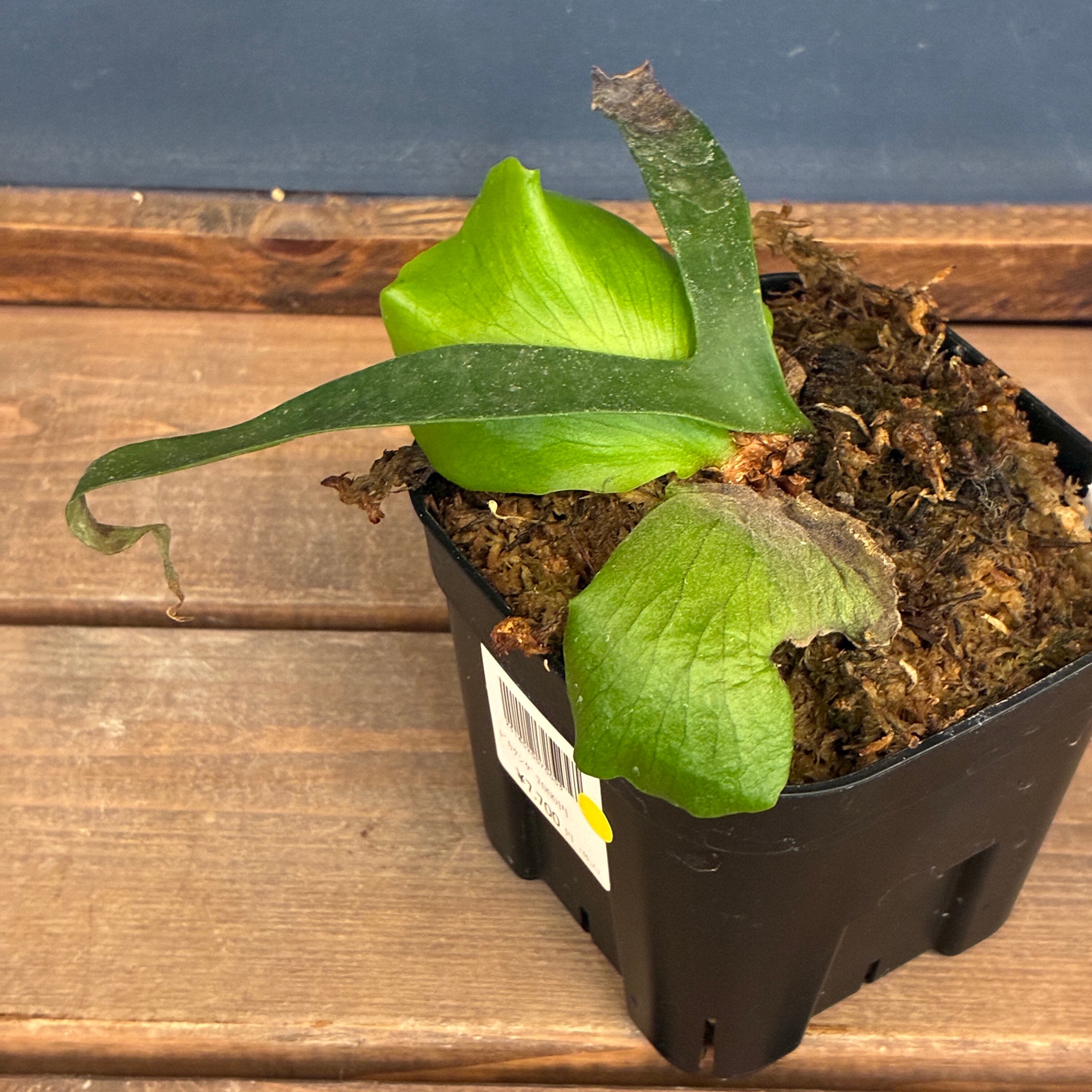 ビカクシダ P. coronarium cv 'QQ' (TC)【402】【◇】 | PROTOLEAF