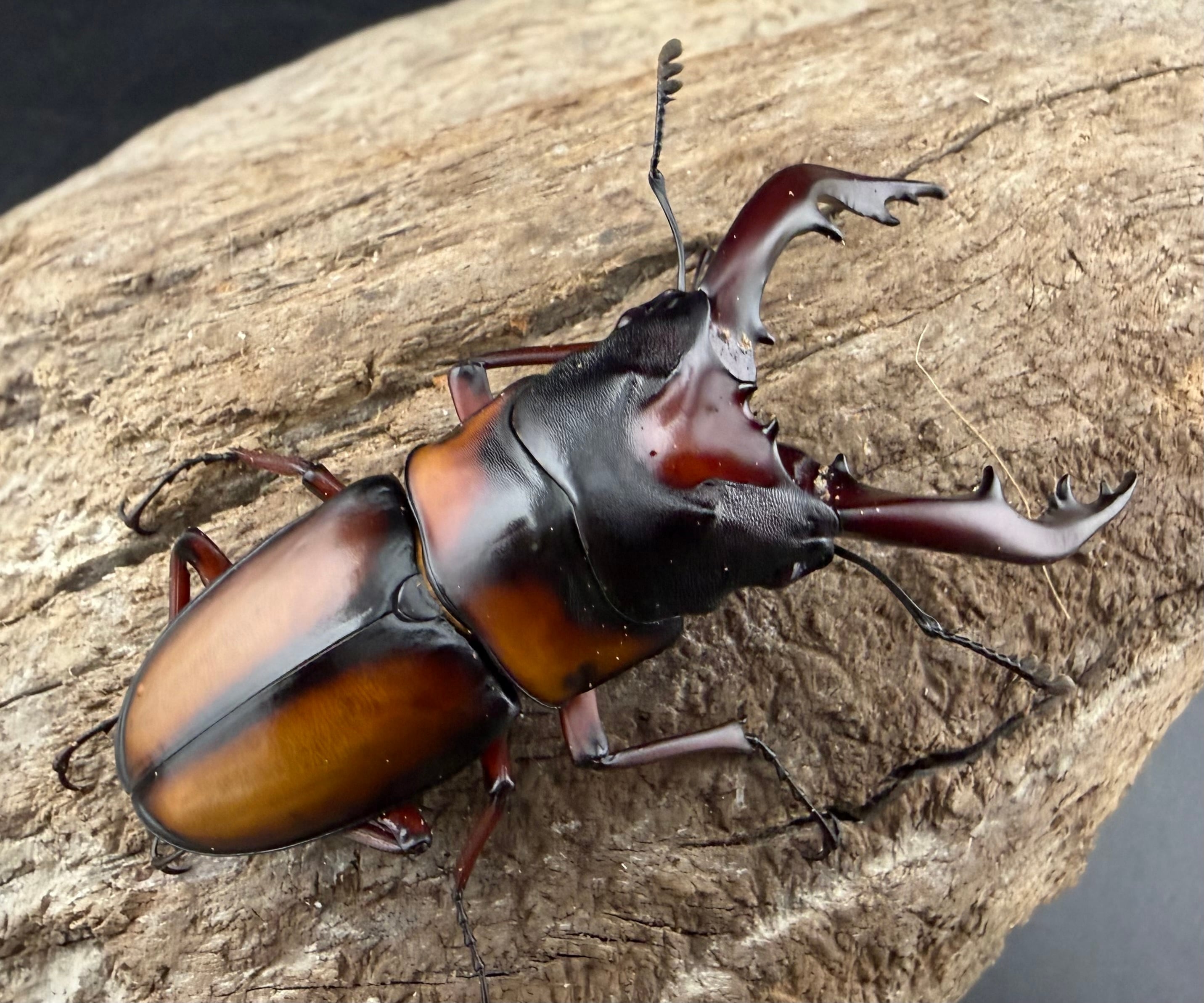 ミラビリスノコギリクワガタ 63.5mm ペア》 | KPW公式オンラインショップ