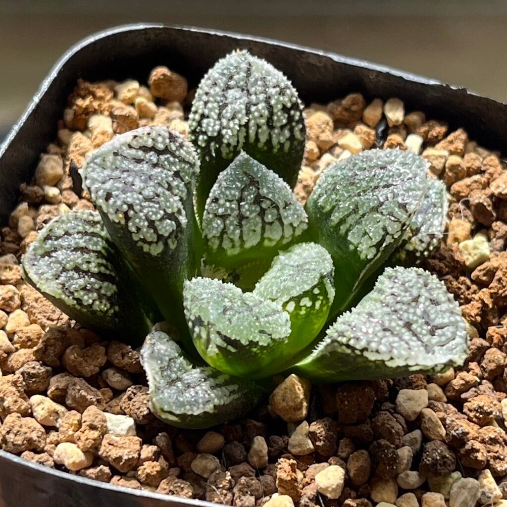 その他 | mocono_plants