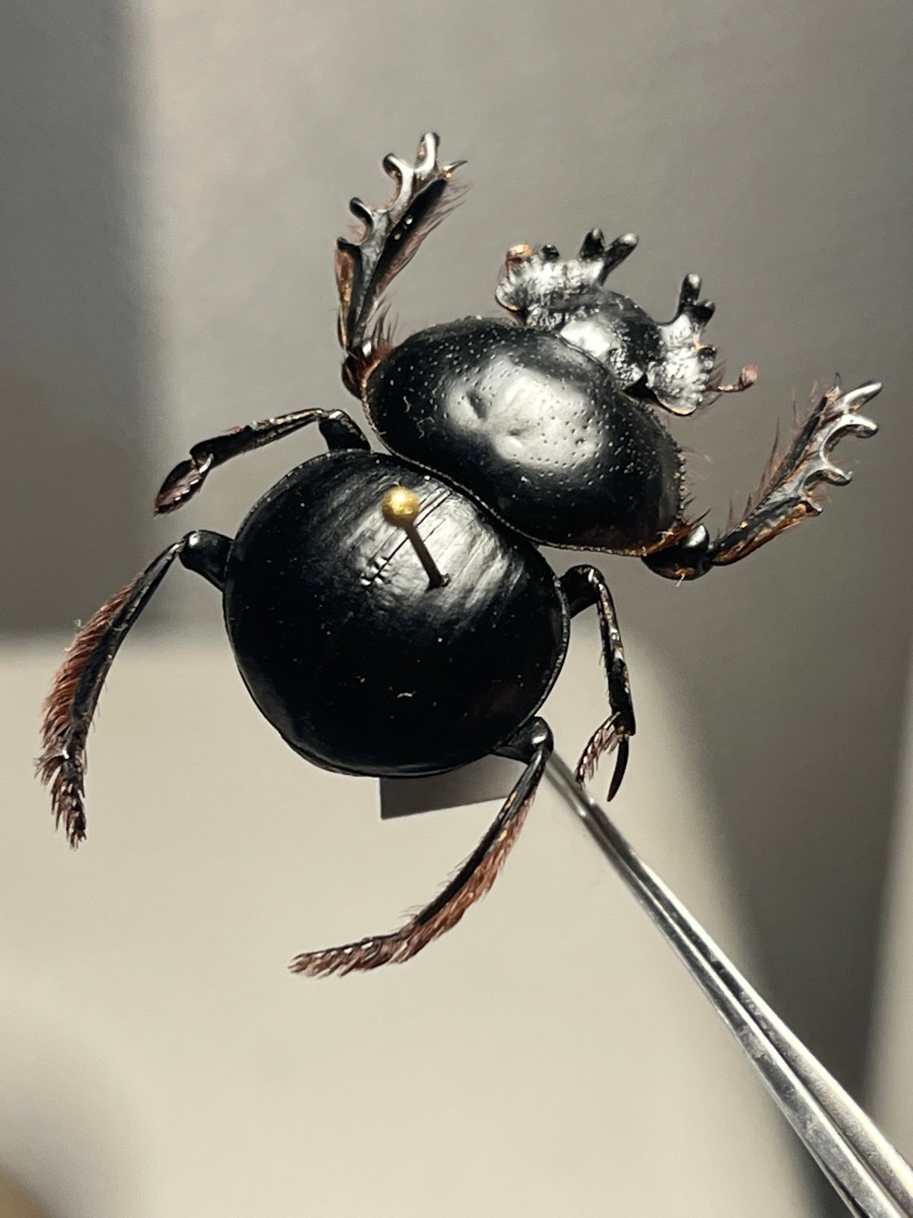 【25mm】Pachysoma gariepinus 糞虫フンコロガシ甲昆虫標本 24mm♂】クモガタタマオシコガネに酷似のPachysoma schinzi 糞虫