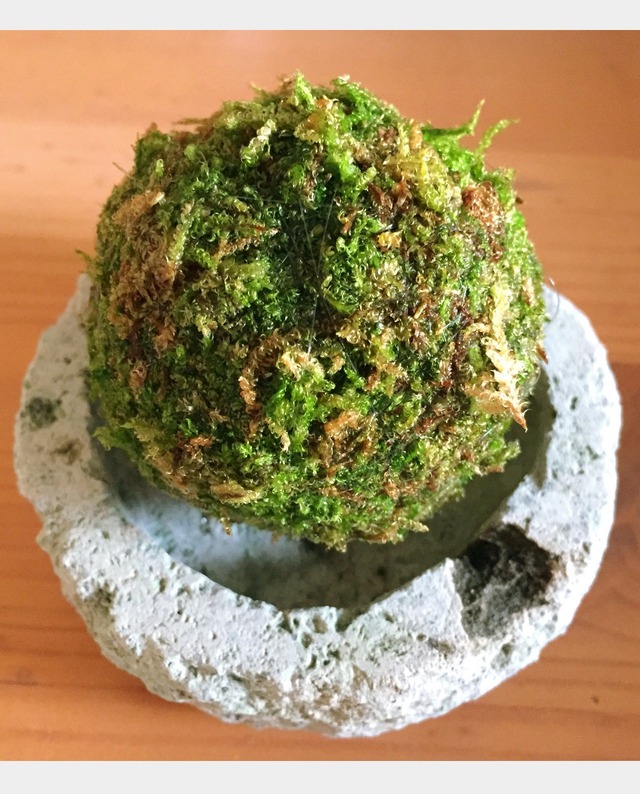 +MOSS STONE／苔玉 Ōya stone (大谷石)※サイズ:Short