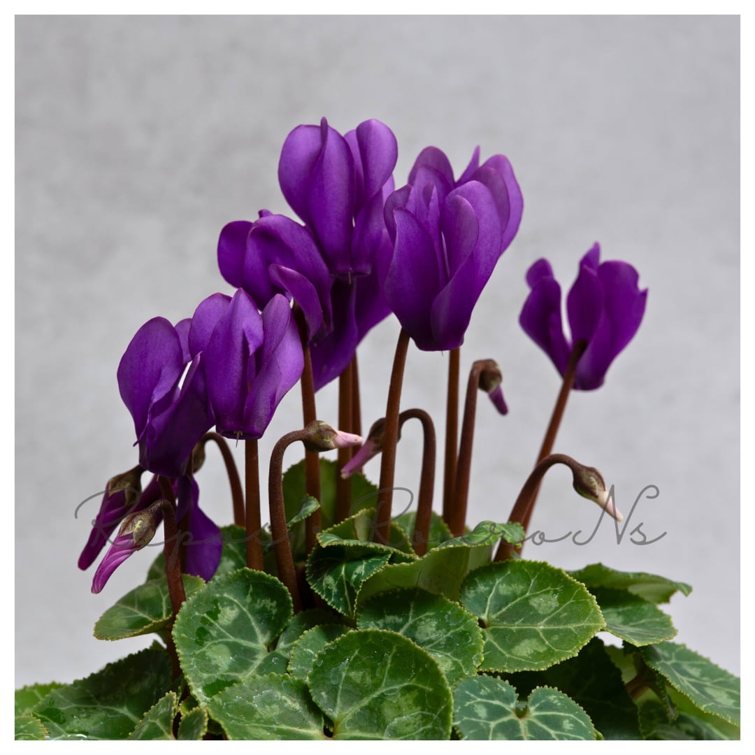 ミニシクラメン:ドラゴン・ディープブルー(3号)新品種 希少 レア 球根植物 神秘的 ブルーシクラメン 多年草