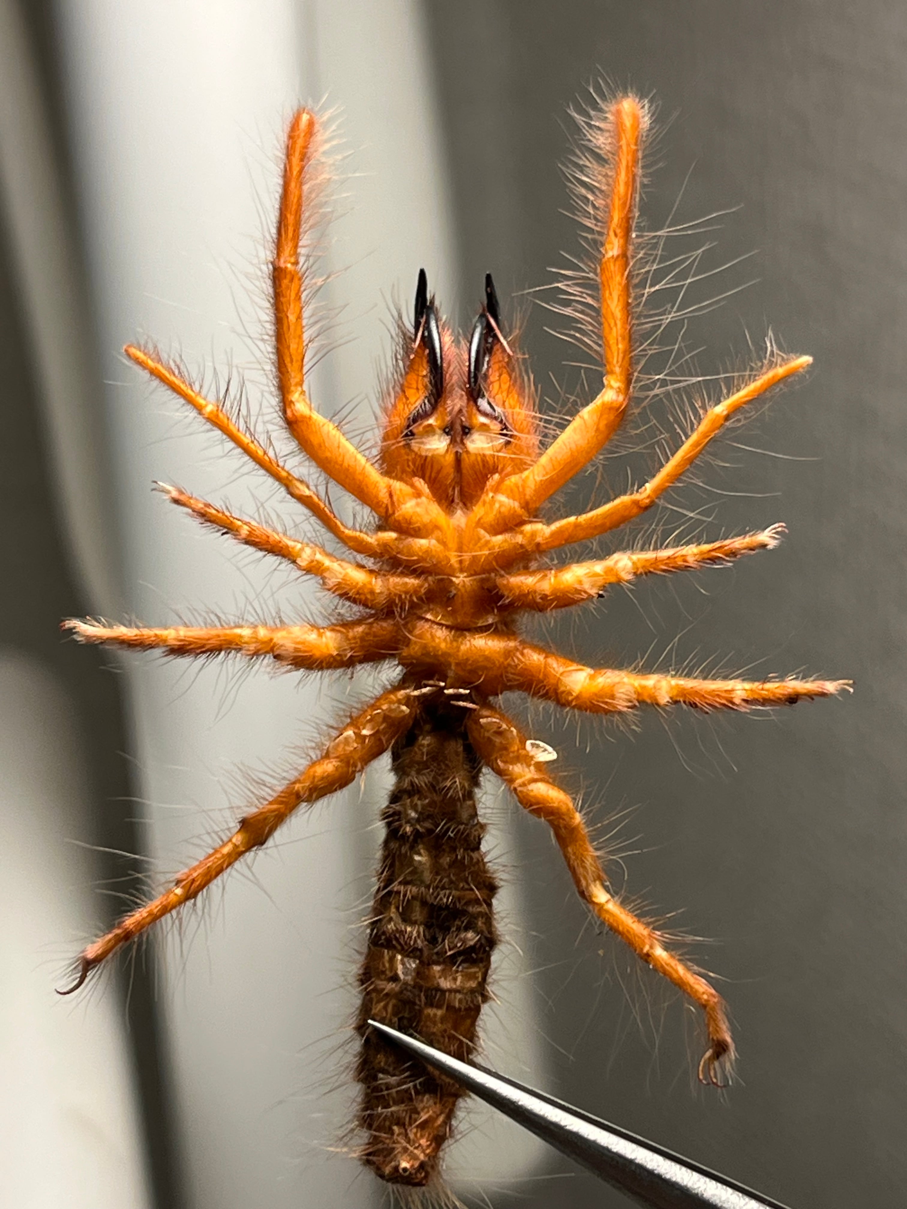 黄金比】ブラッドレッドヒヨケムシ Dinorhaxウデムシ 奇蟲標本 標本